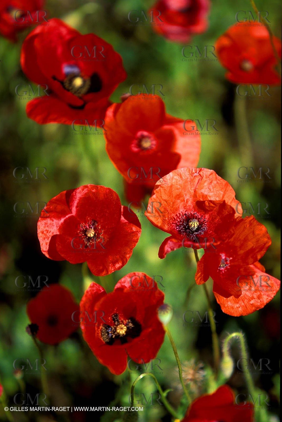 Poppies - Poppies field