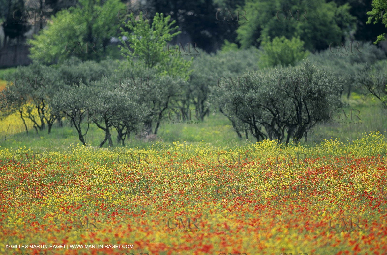 2000-2010- Les Alpilles (FRA,13) - Poppy fields