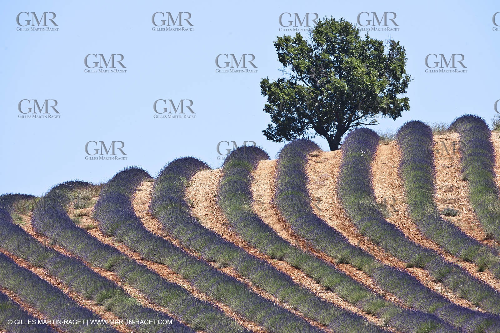 27 06 2011 - Puimichel (FRA, 04) - Lavander fields