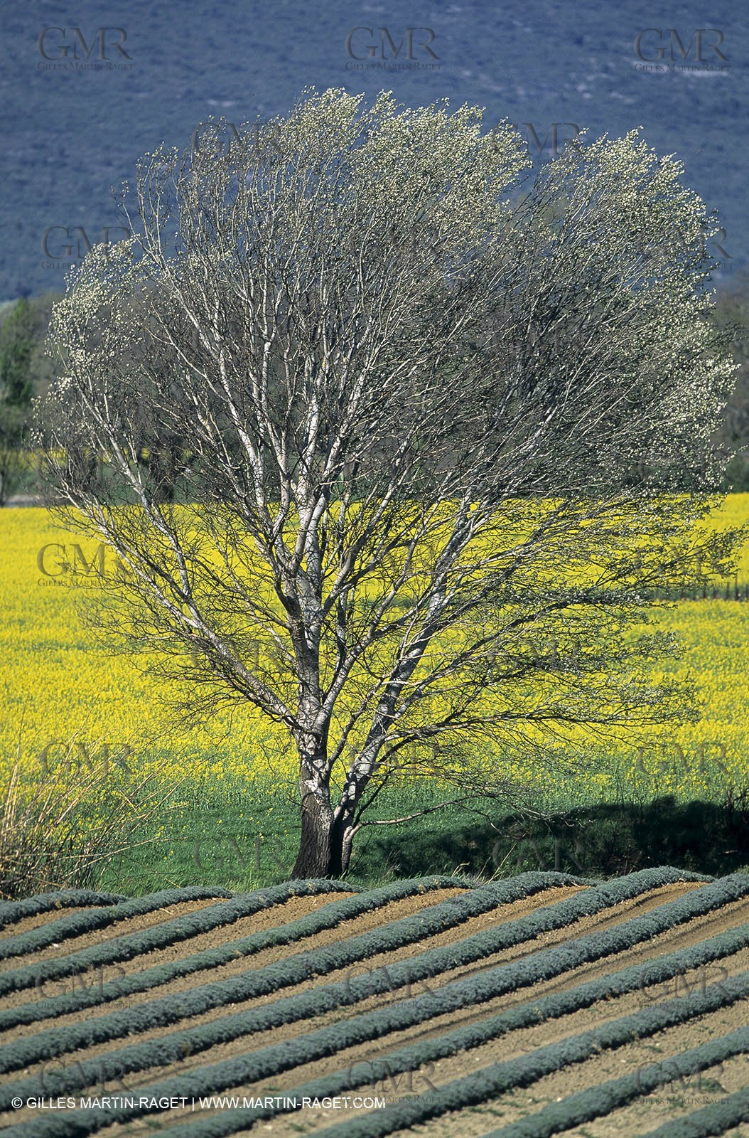 Alpilles (FRA,13), Rape fields