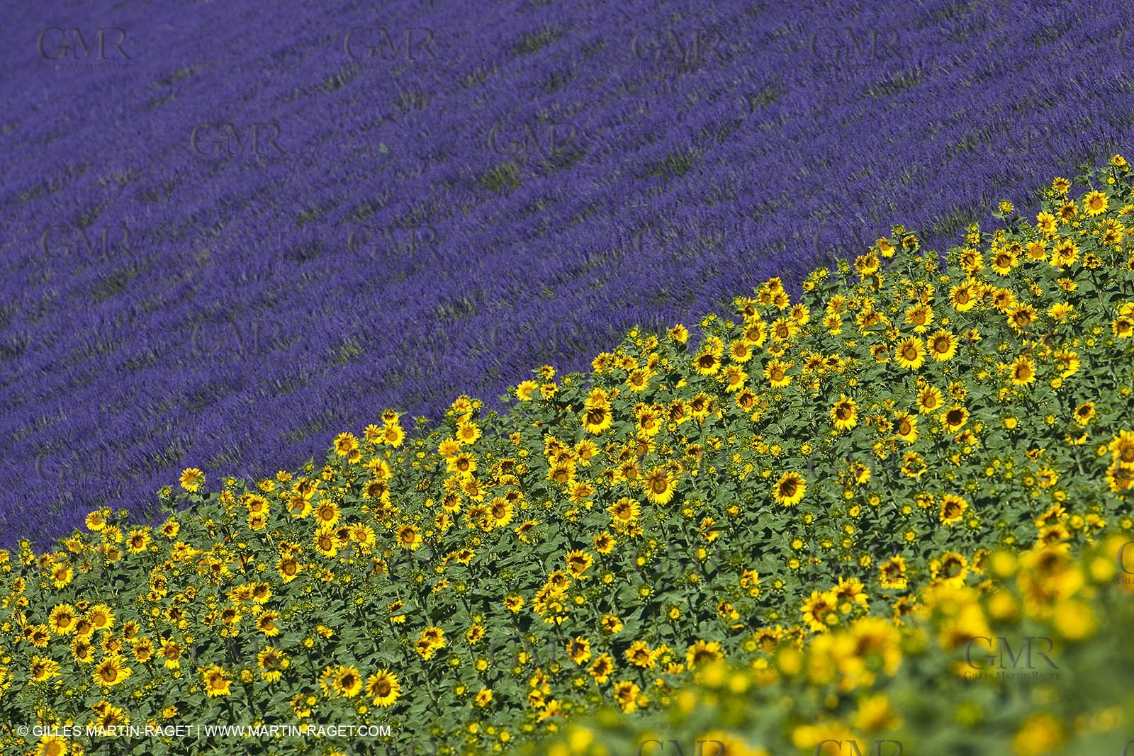 27 06 2011 - Valensole (FRA, 04) - Lavander fields