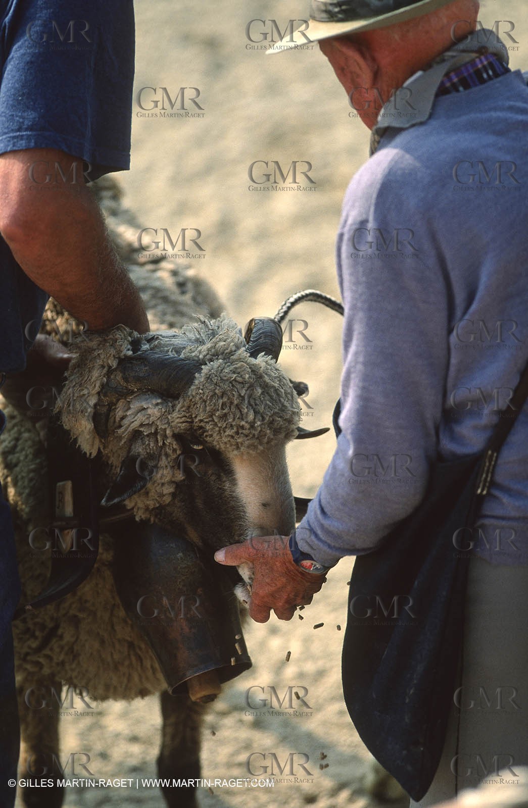 Saint Rémy de Provence (FRA,13) - Sheep stocks migration Fest