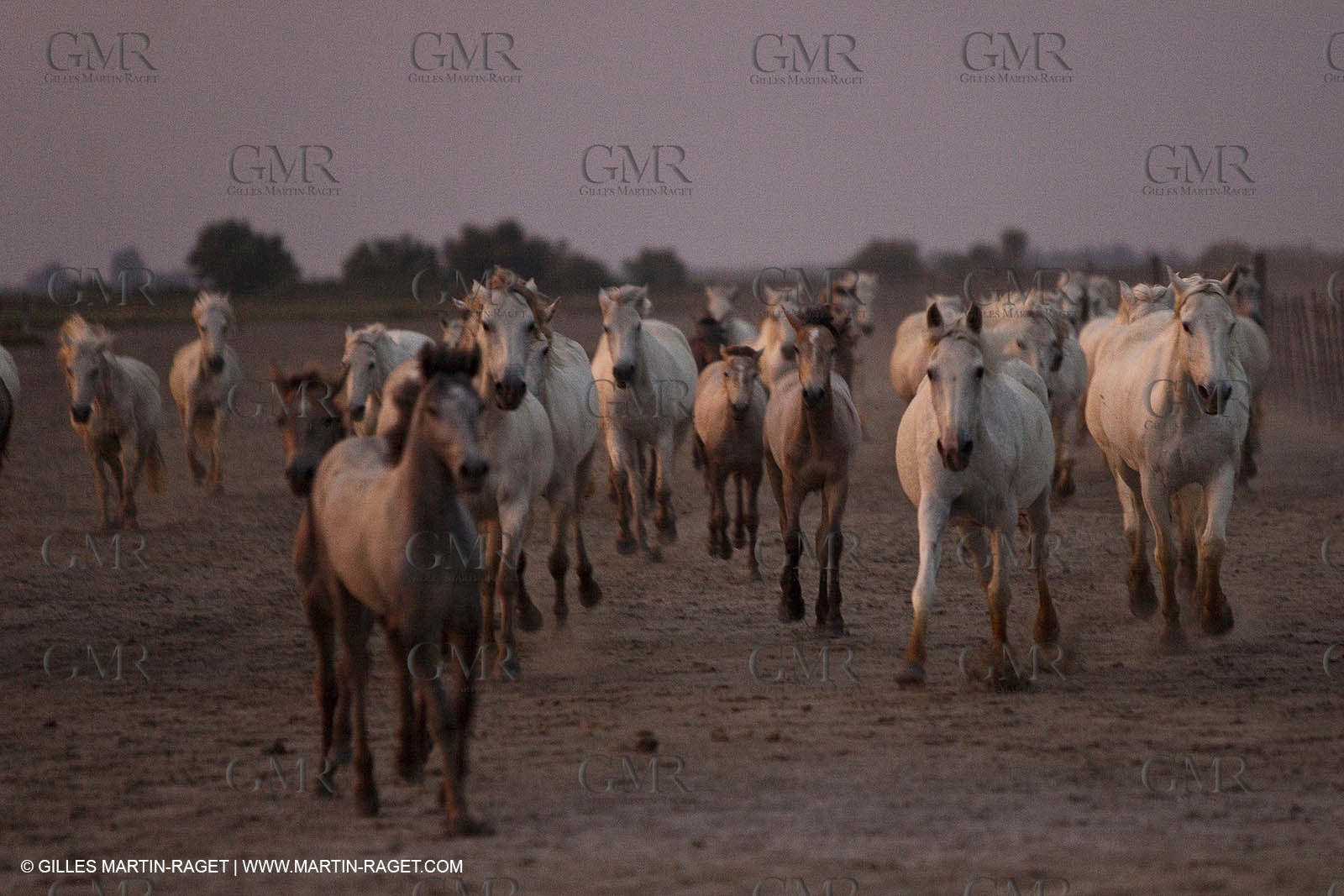 11 07 2010 - Les Saintes Maries de la Mer (FRA,13) - Evocation du Marquis de Baroncelli