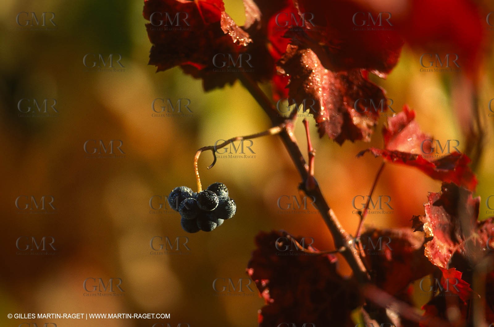 Provence, Harvest time