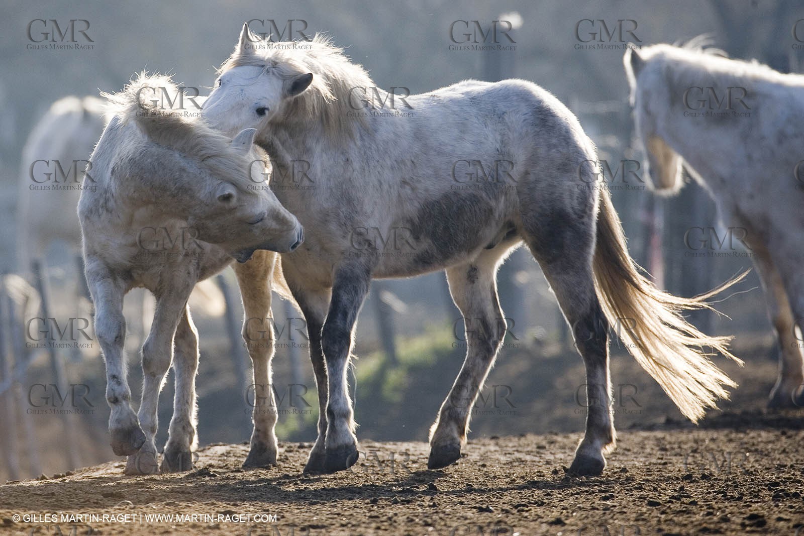 23 12 2006 - Saintes Maries de la Mer - Camargue horses