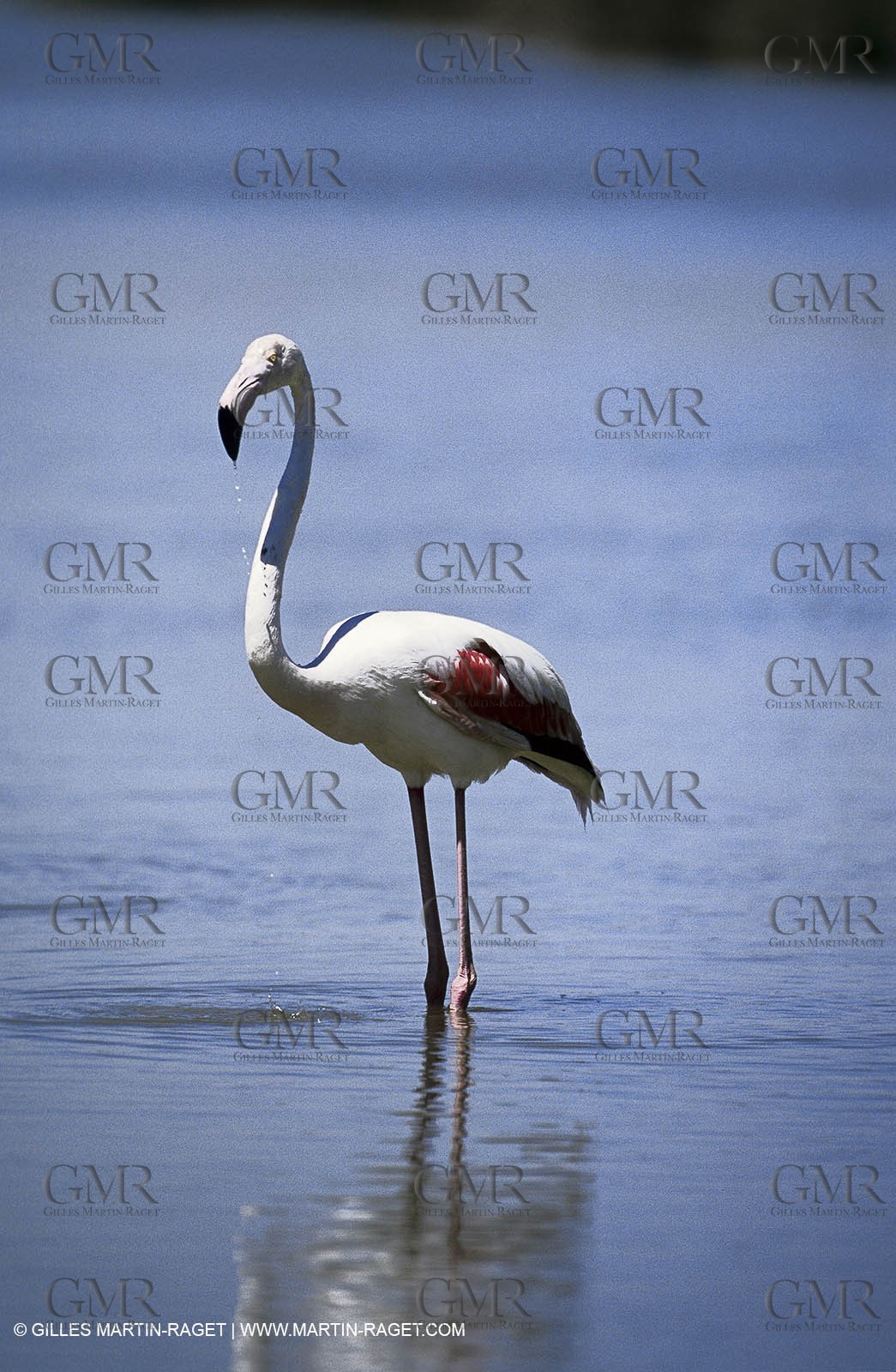 Camargue (FRA,13) - Flamingos in the Camargue