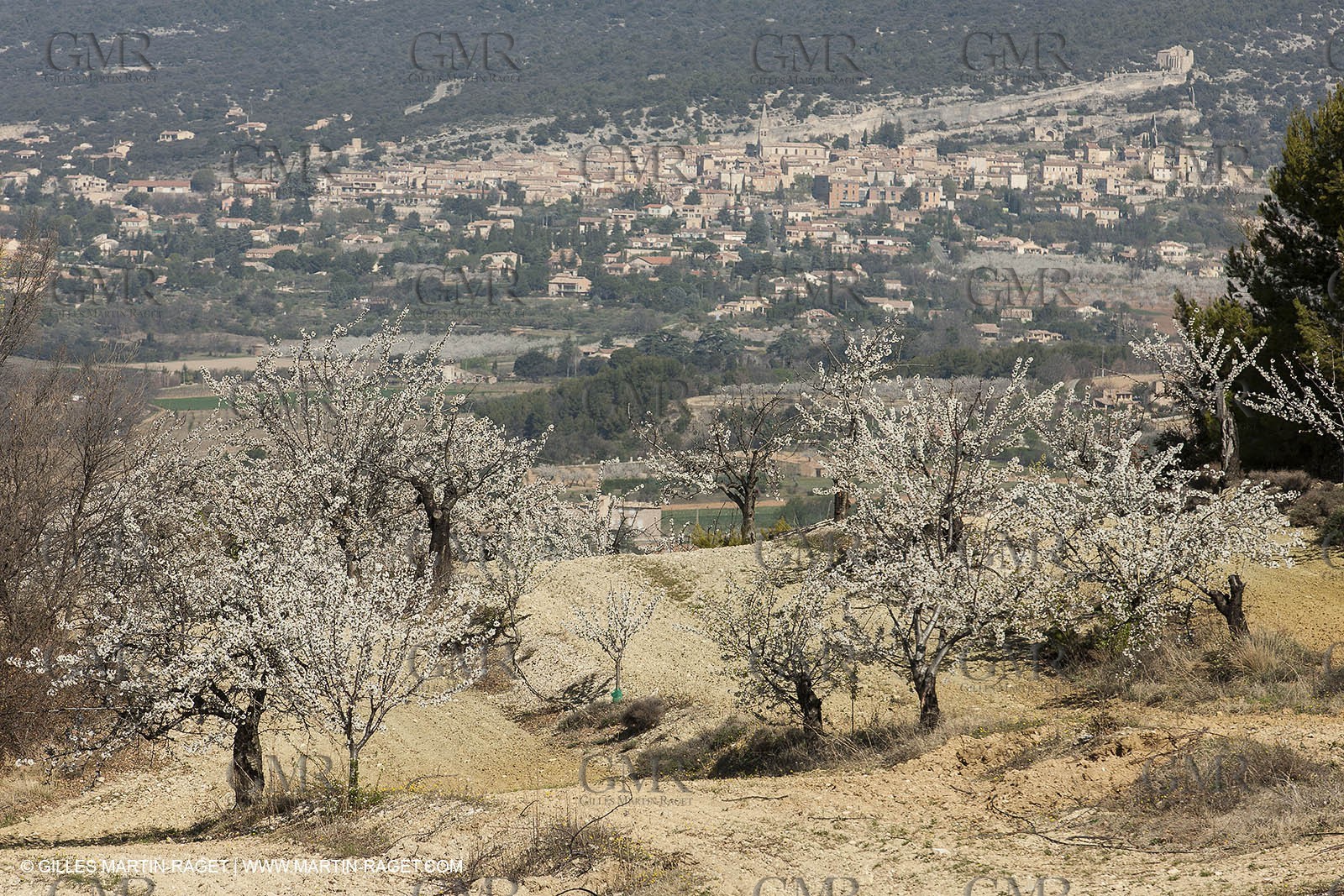 March 30th 2012 - Saint Saturnin les Apt (FRA, 84) - blooming cherry trees