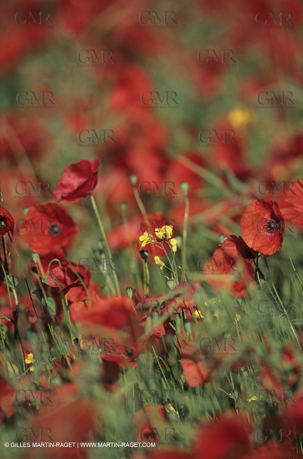 2000-2010- Les Alpilles (FRA,13) - Poppy fields