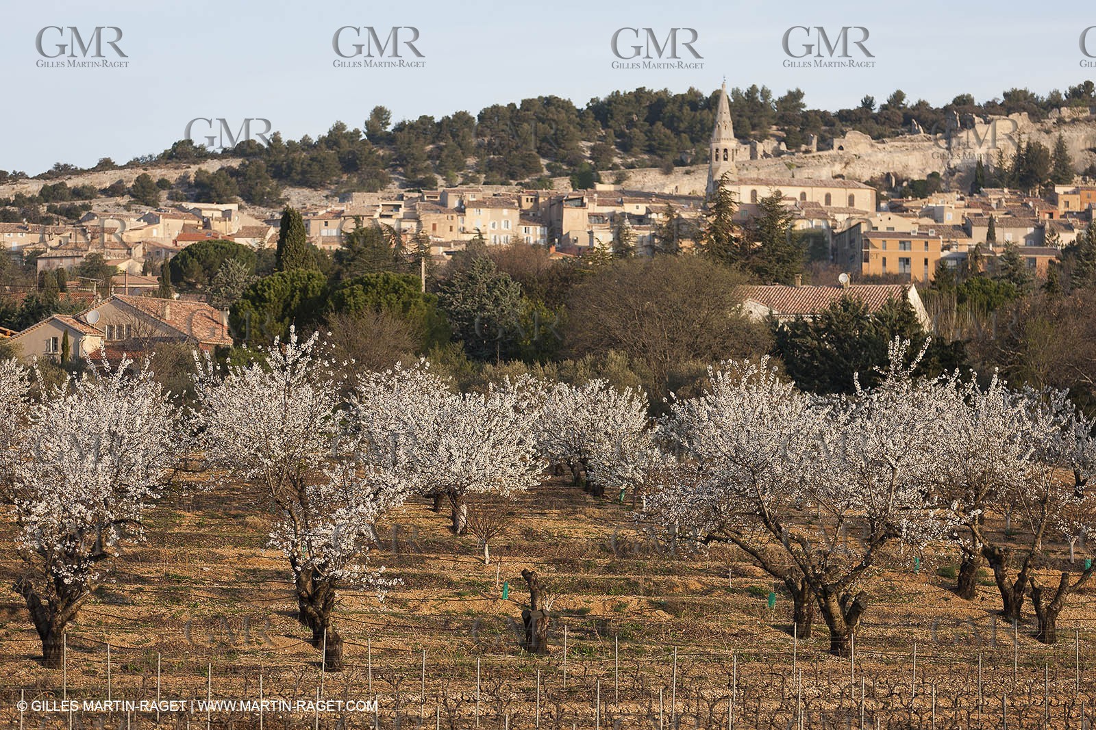 March 30th 2012 - Saint Saturnin les Apt (FRA, 84) - blooming cherry trees