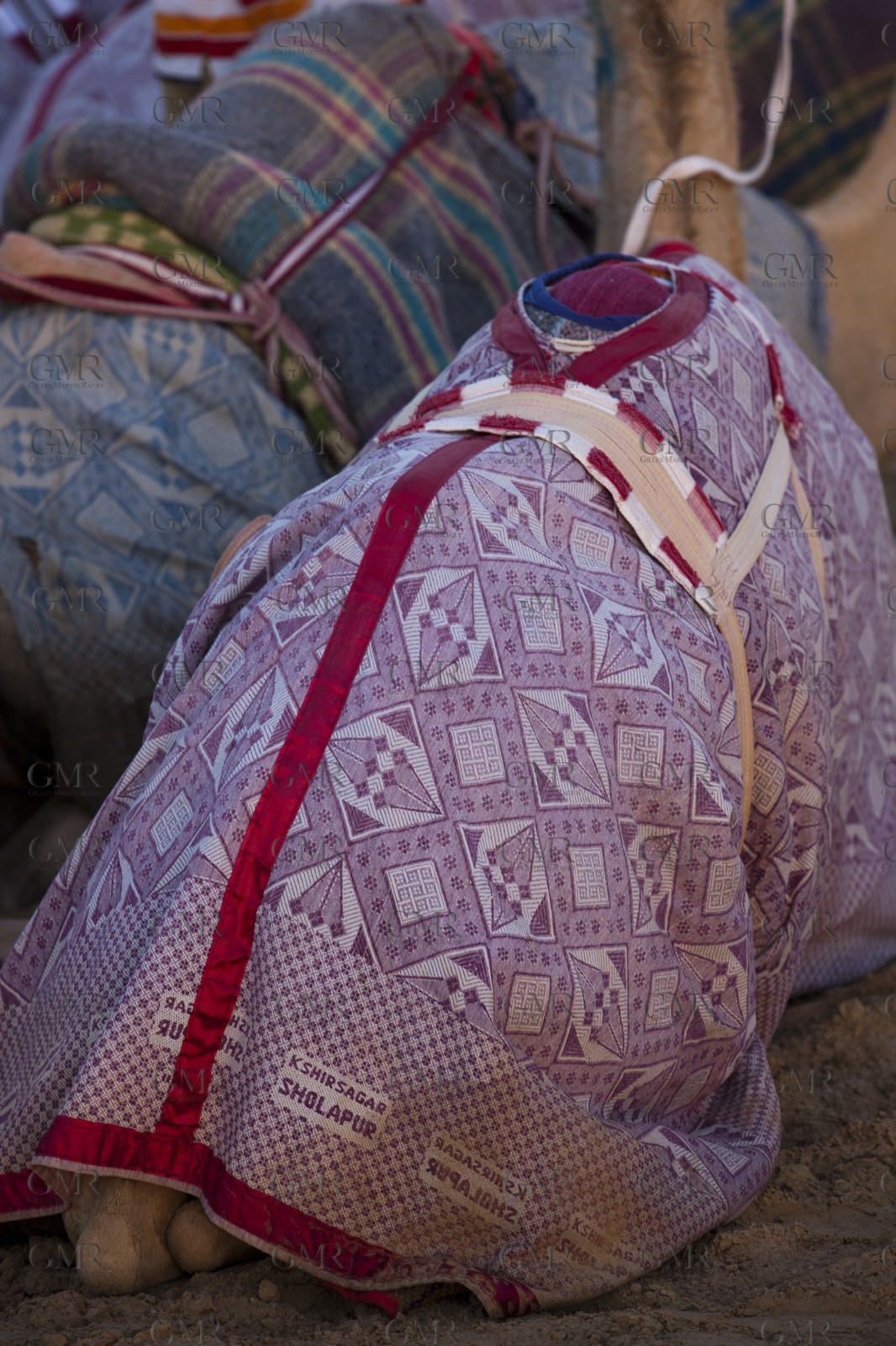 20 11 2010 - Dubai (UAE) - Camel races