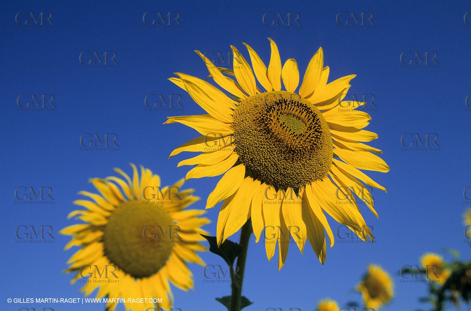 Alpilles (FRA,13) - Sunflower fields