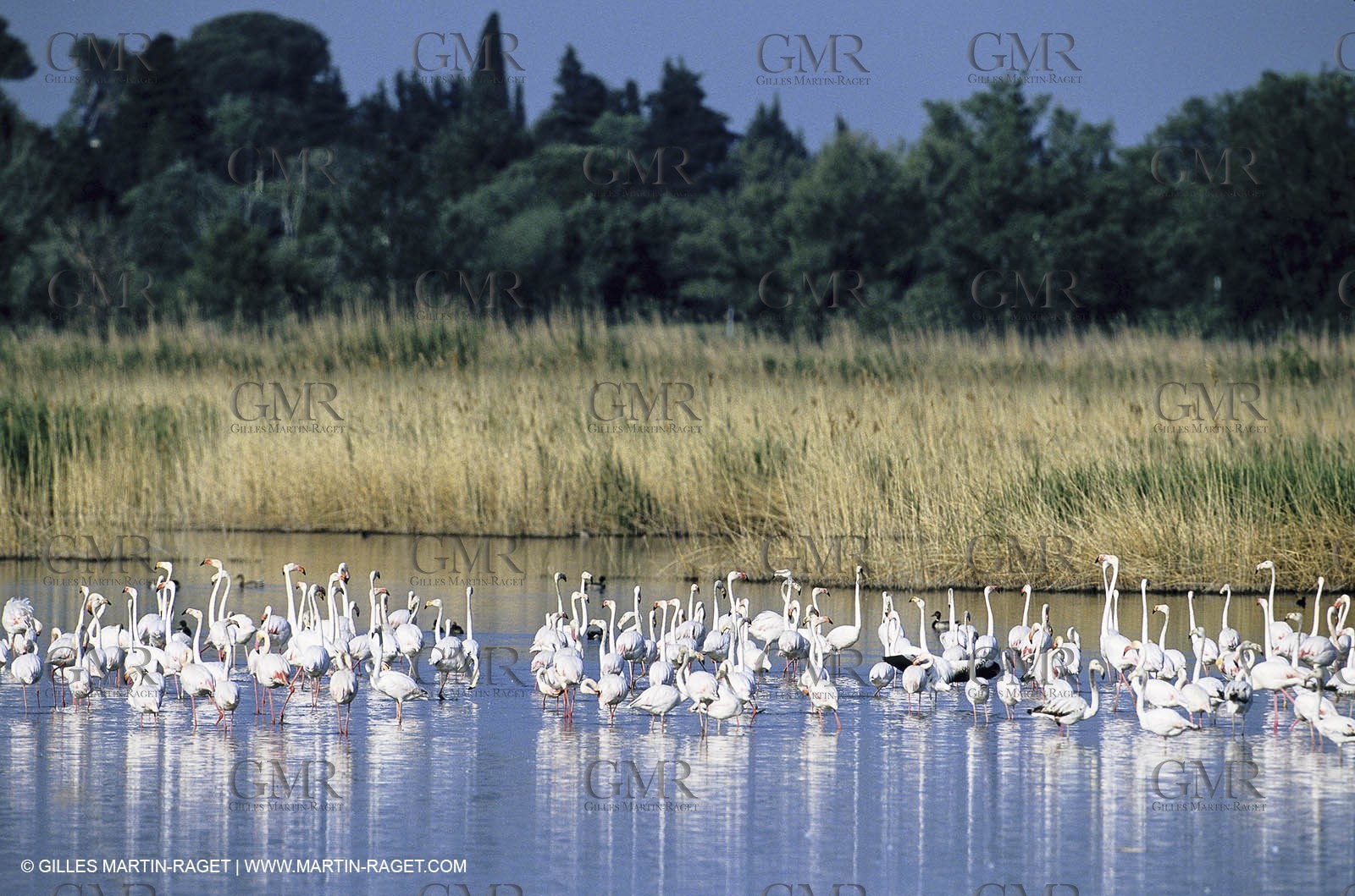 Camargue (FRA,13) - Flamingos in the Camargue