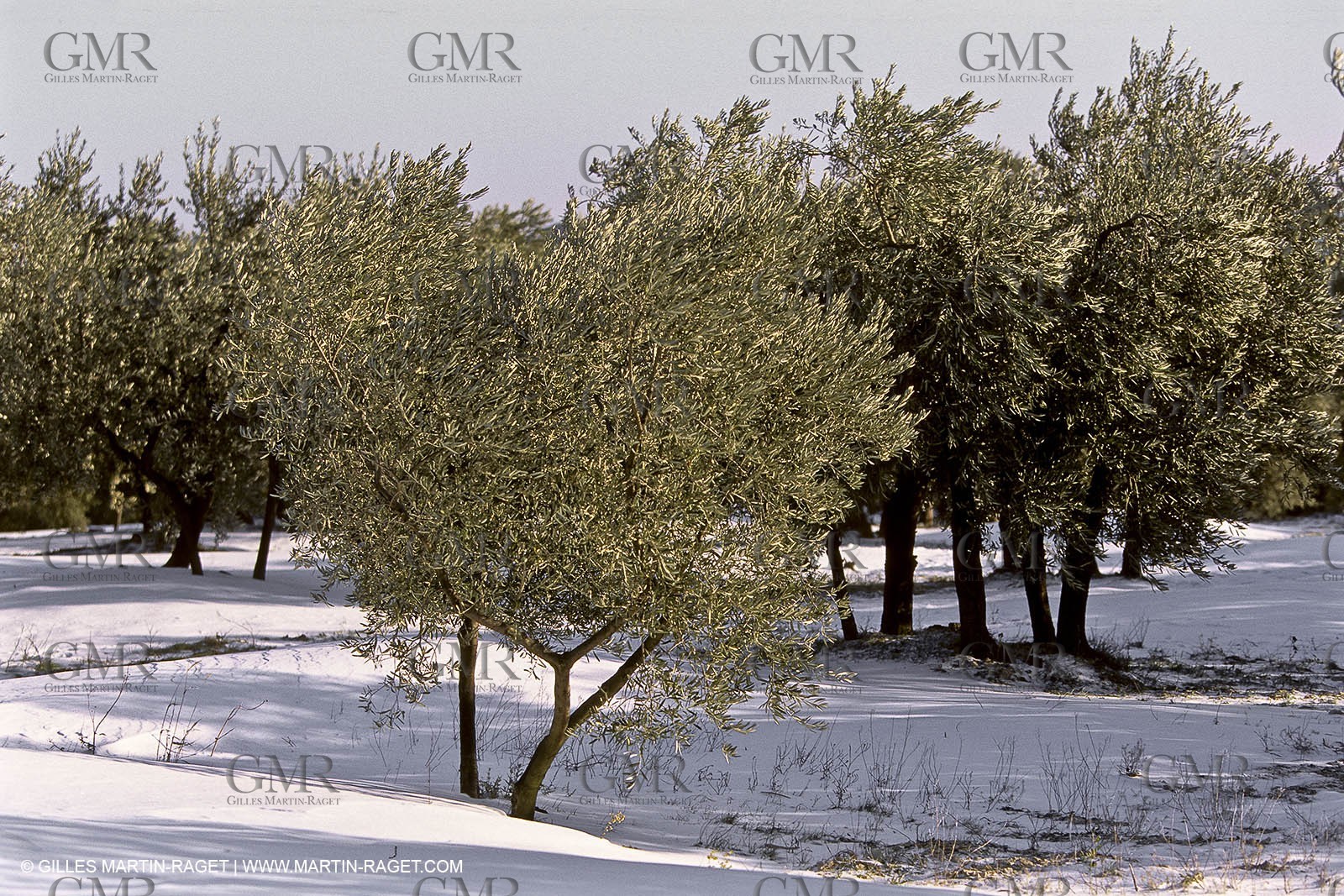 France, Provence, Oliviers, oliveraies, olive trees