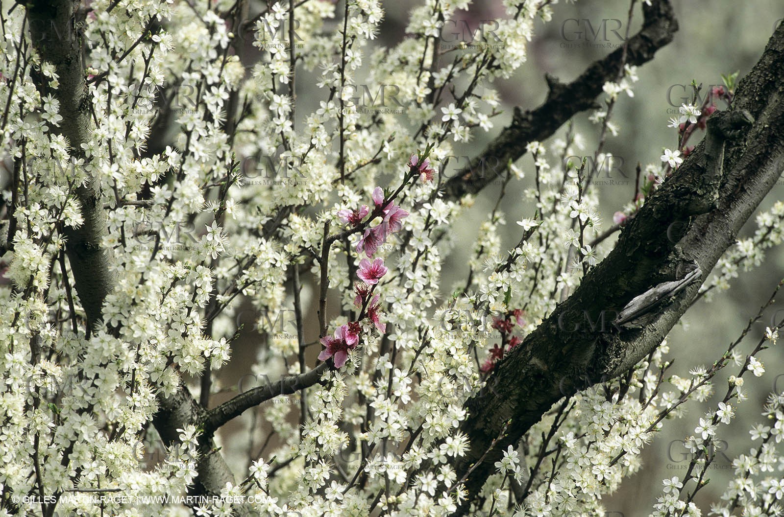 Luberon, Vaucluse (FRA,84) - Fruit trees blooming
