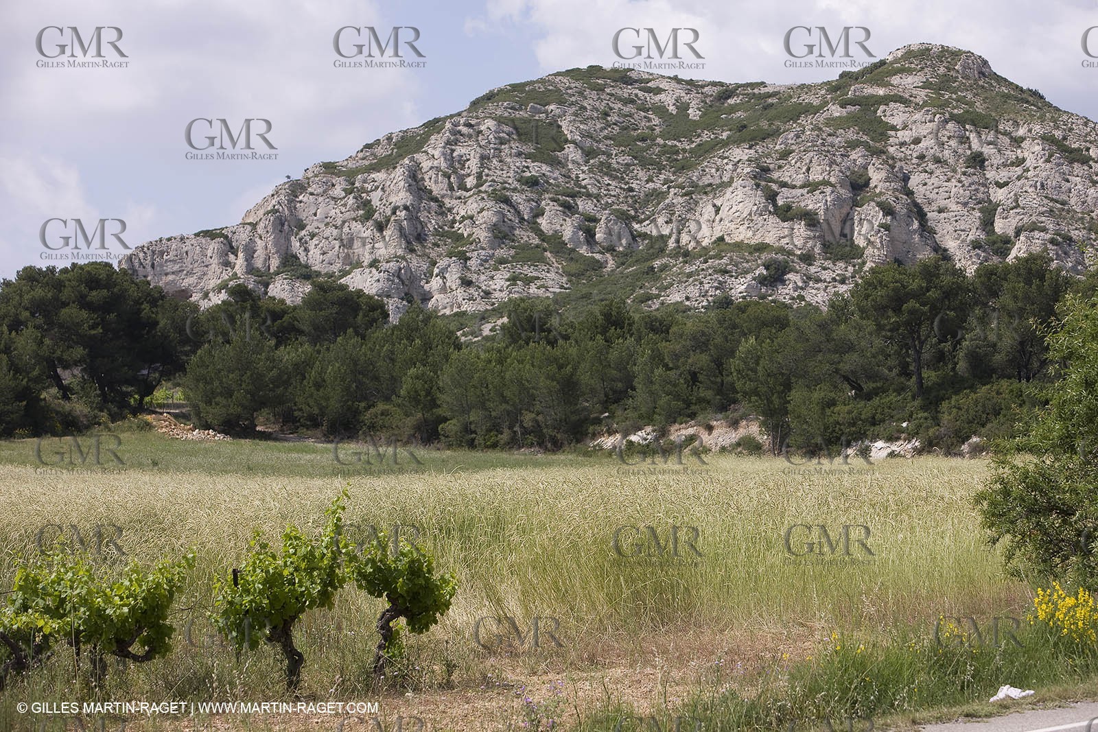 10 06 2008 - Arles and surroundings (FRA, 13) - Vincent Van Gogh south