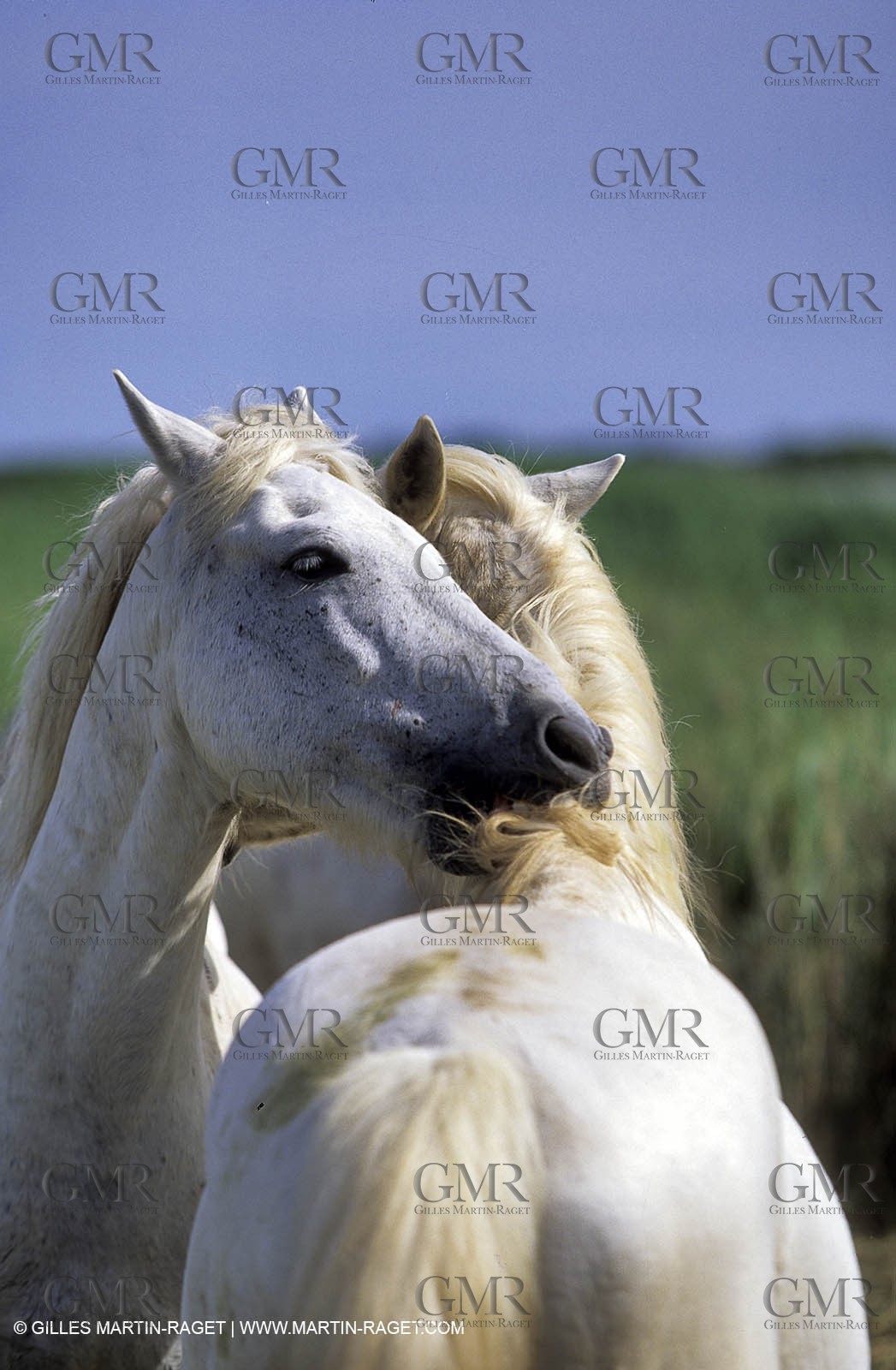 Camargue horses