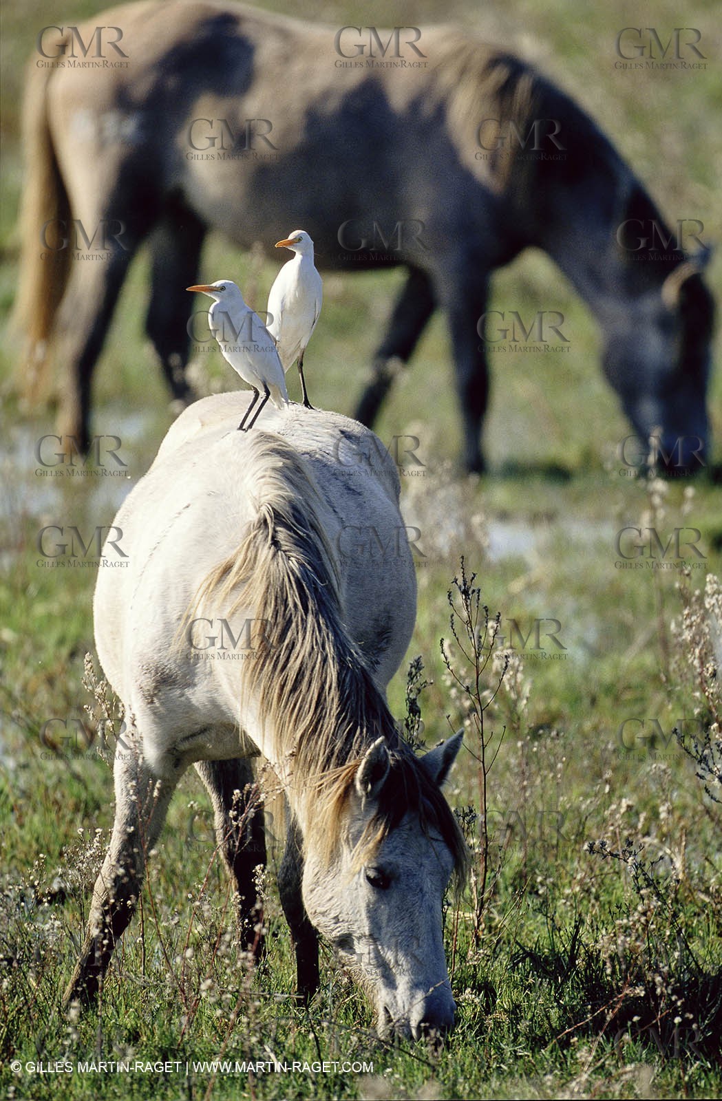 2000-2010- Arles - Les Saintes Maries de la mer (FRA,13) - Camargue horses
