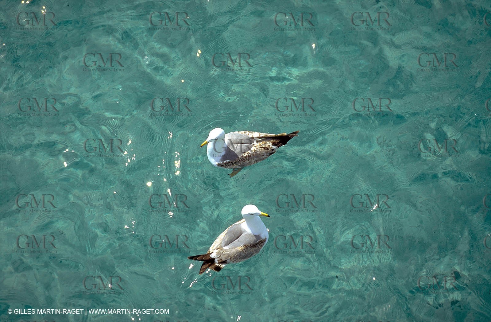 Calms - reflections