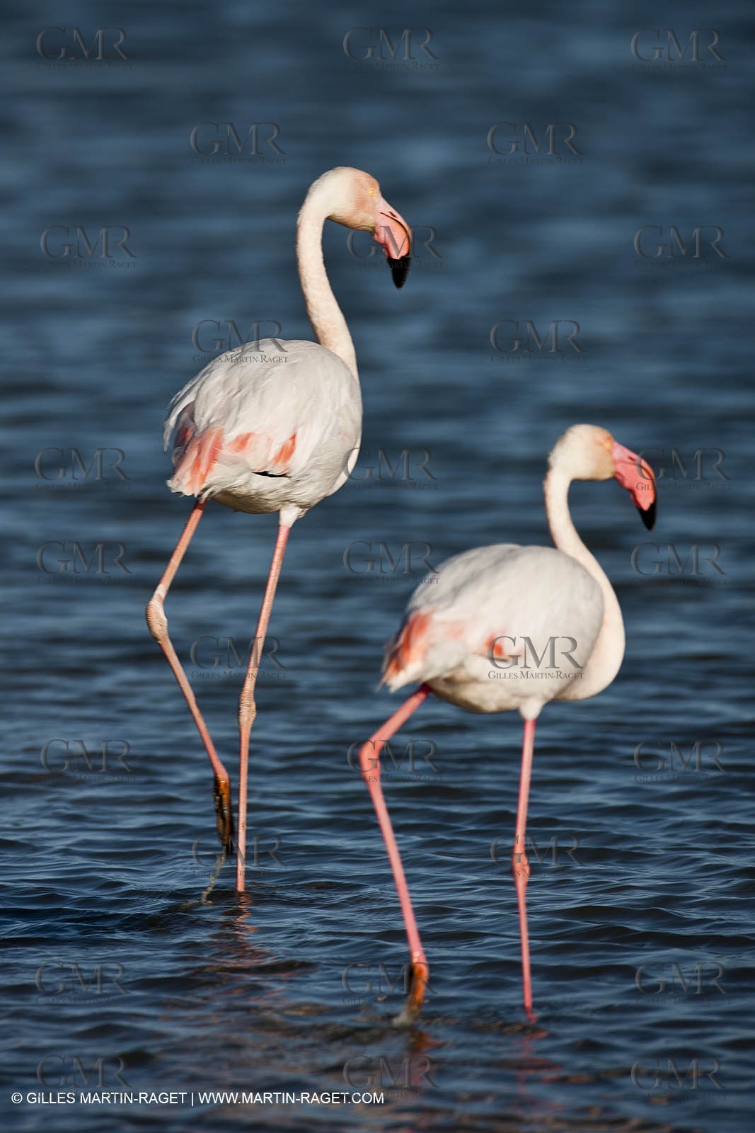 09 04 2011 - Les Saintes Maries de la Mer (FRA,13) - Pink Flamingos in Camargue