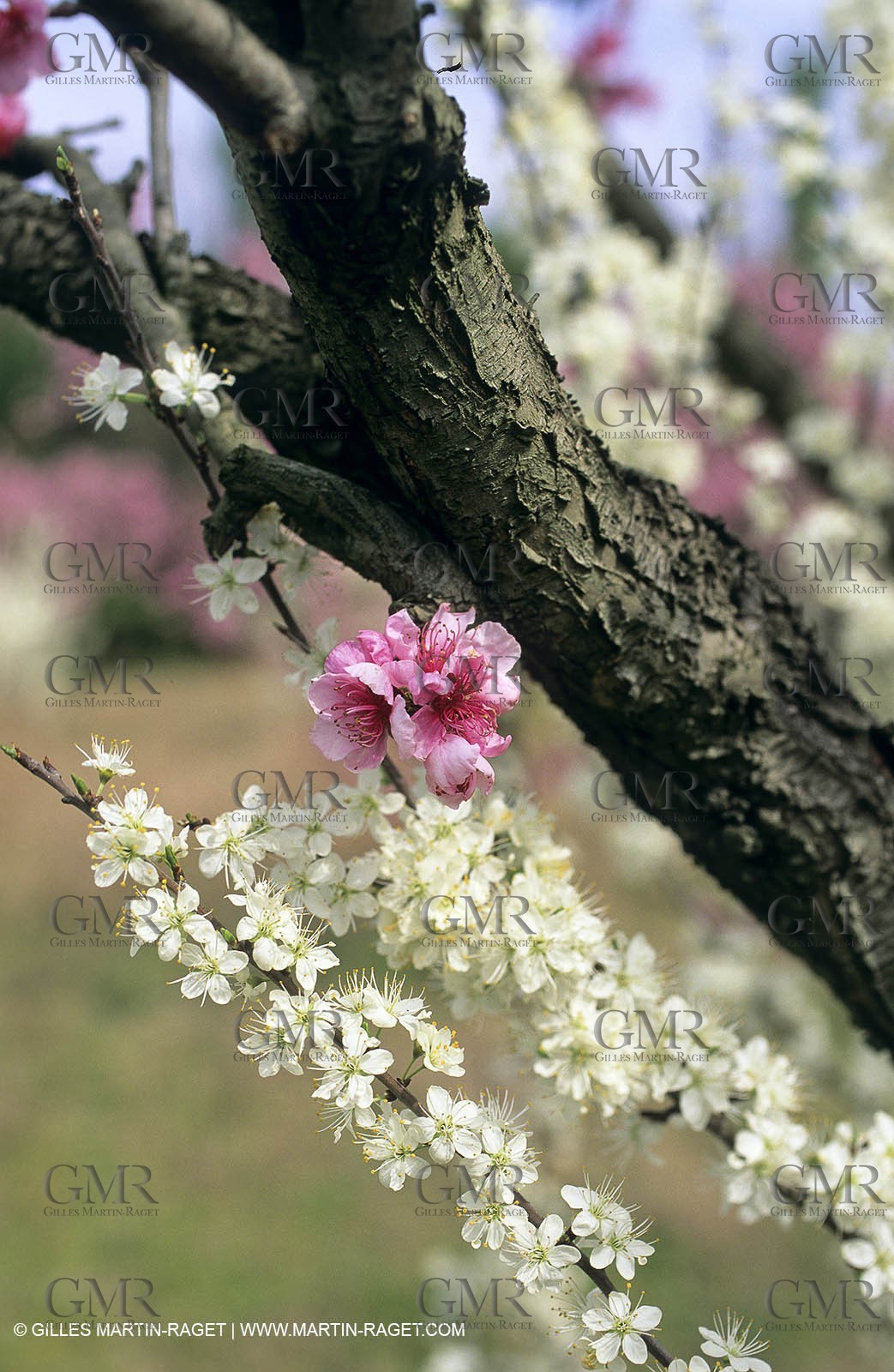 Luberon, Vaucluse (FRA,84) - Fruit trees blooming