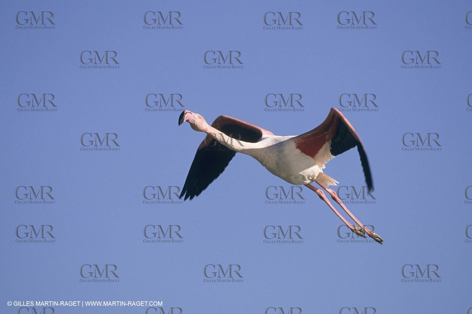 France, Provence, Camargue, Birds, Flamants, flamingos