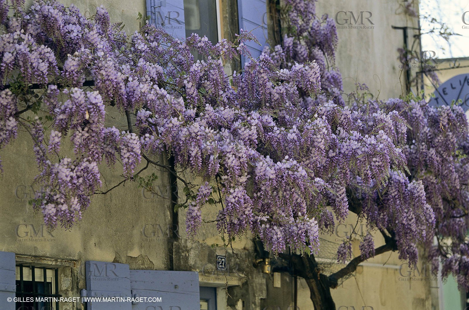 Les Alpilles, Saint Rémy de Provence, (FRA,13) - Glycine in Saint Rémy de Provence