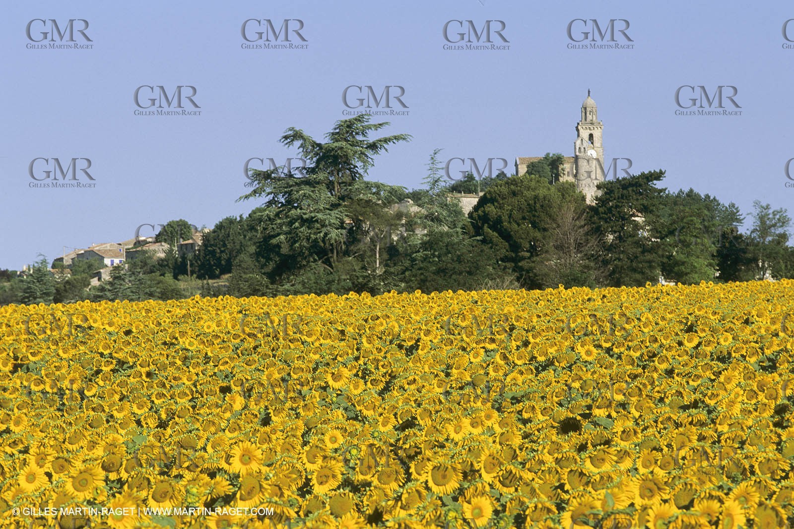 France, Provence, Champs de tournesols