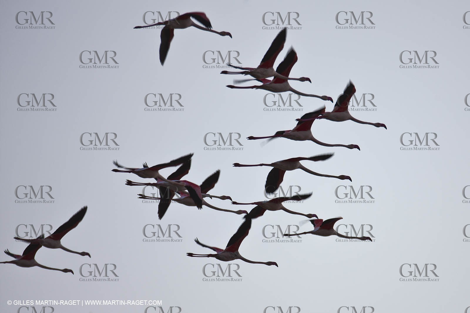 19 04 2011 - Arles (FRA,13) - Pink flamingos in La Gacholle Lighthouse vicinity
