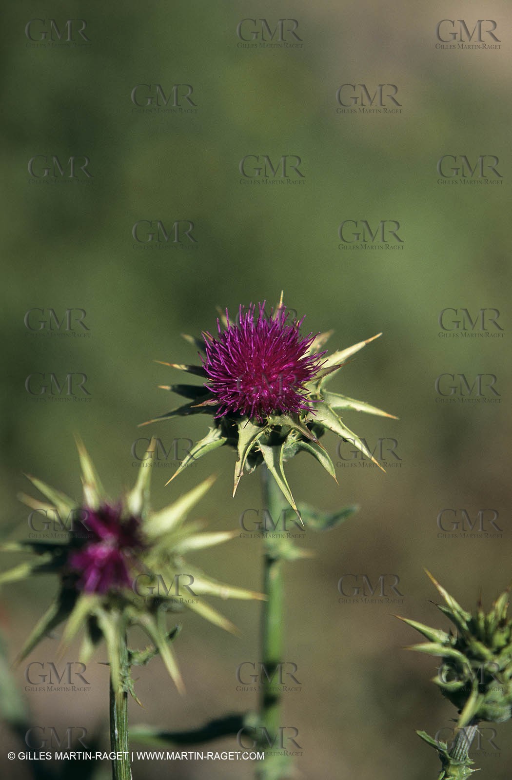 2000-2010- Les Alpilles (FRA,13) - Poppy fields