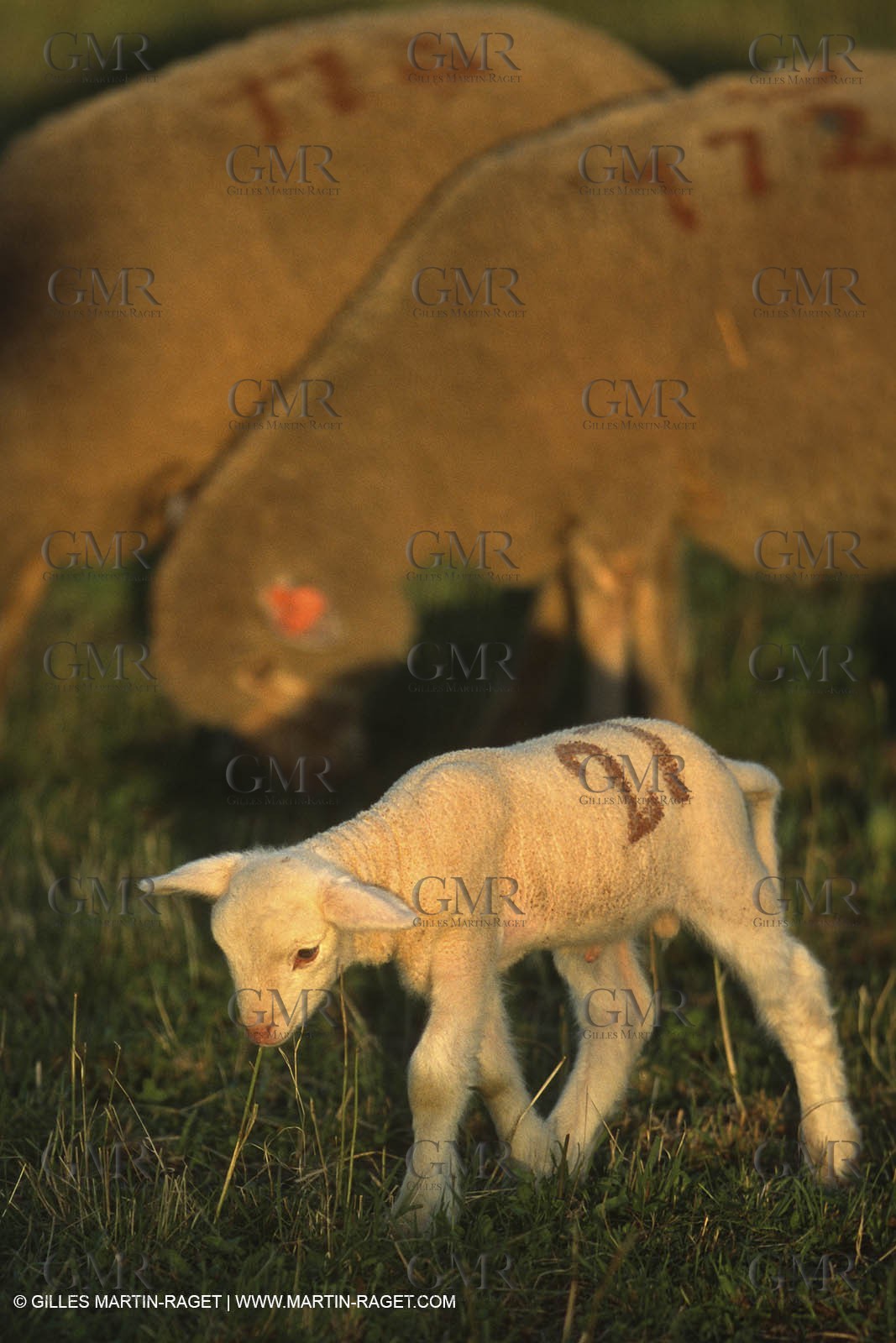 Saint Rémy de Provence (FRA,13) - Sheep stocks migration Fest
