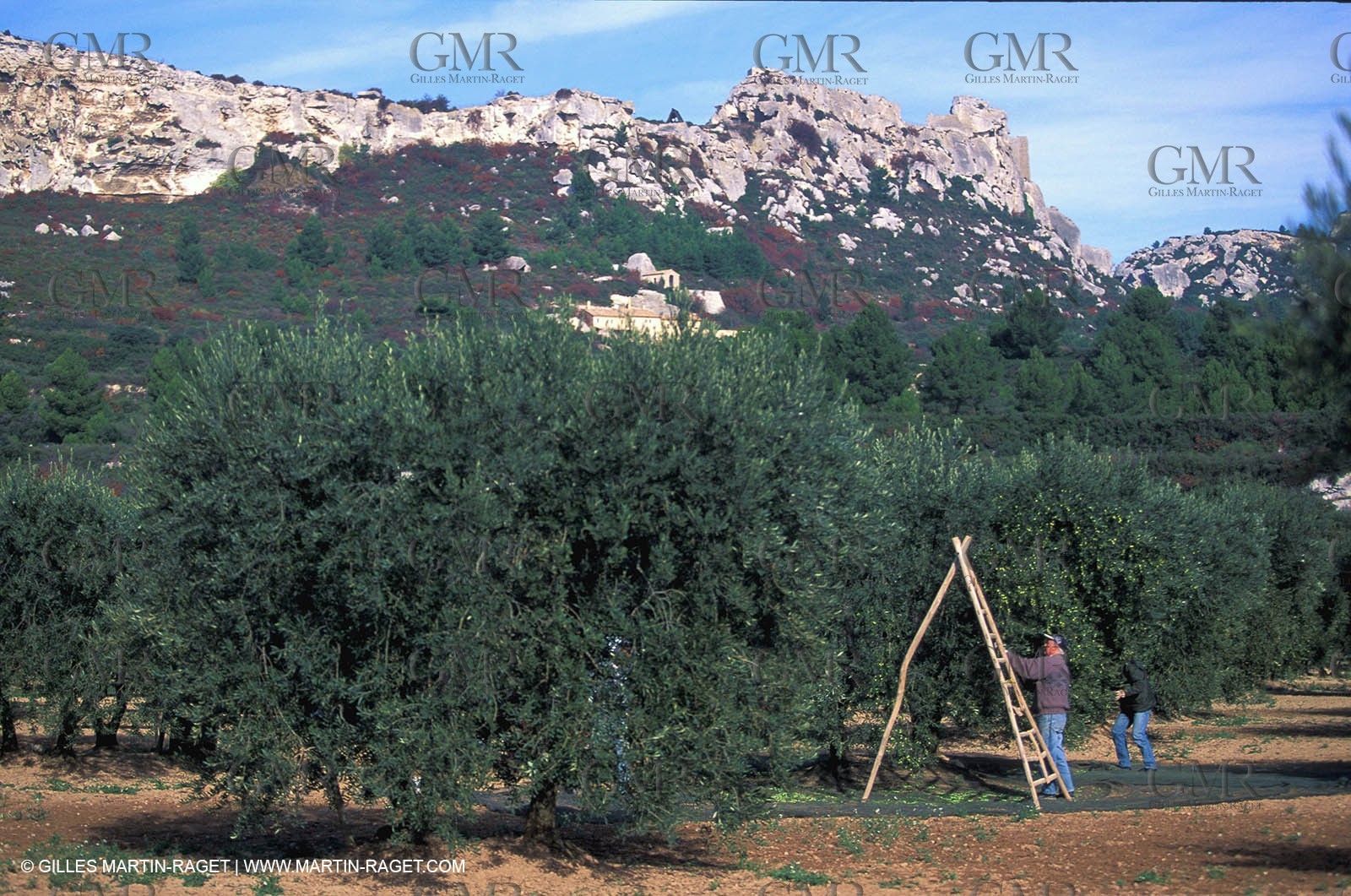 Baux de Provence valley olive tree fields