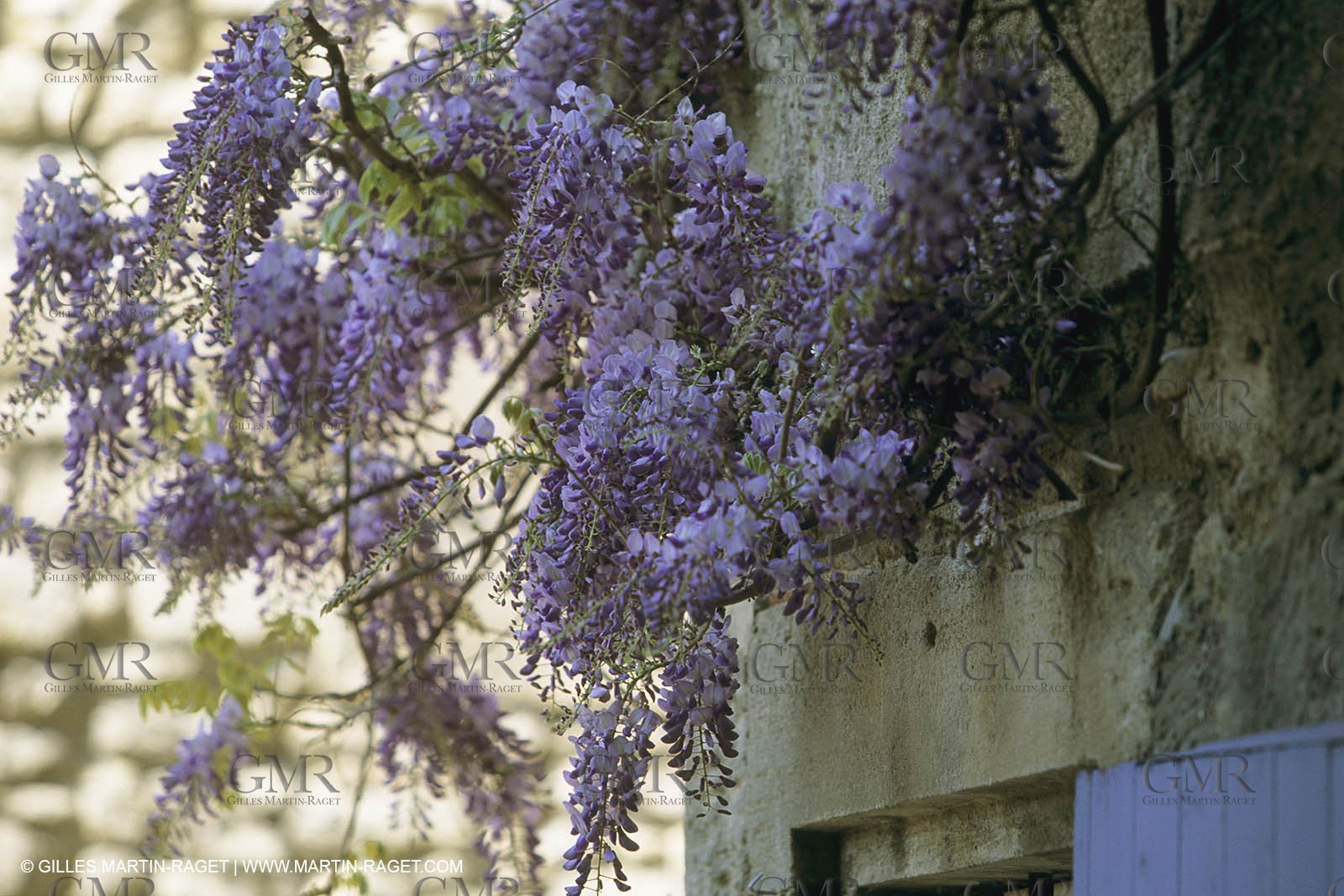France, Provence, Glyines en fleur