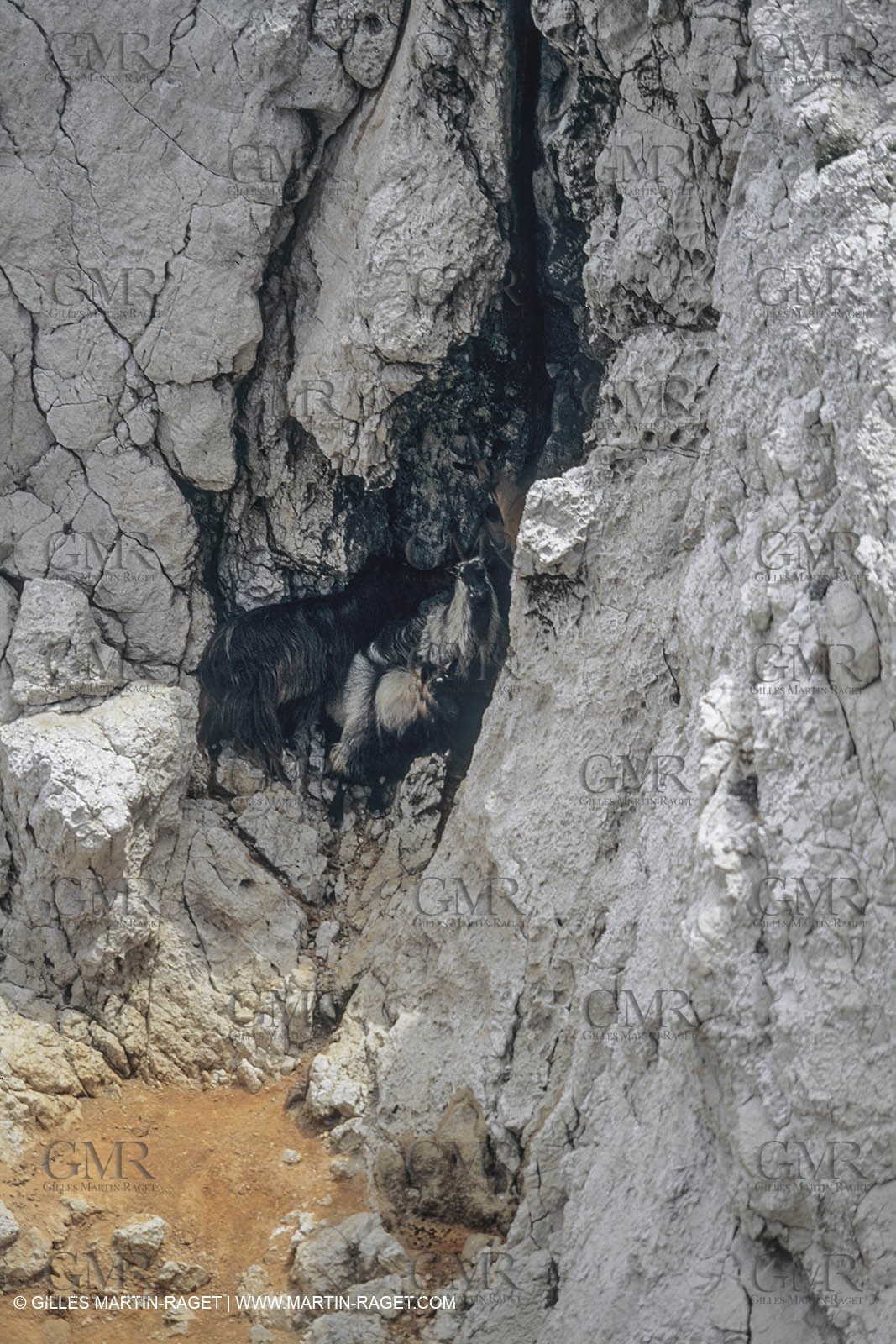 France, Provence, Parc National des Calanques de Marseille, Chèvres de l'Ile Maire