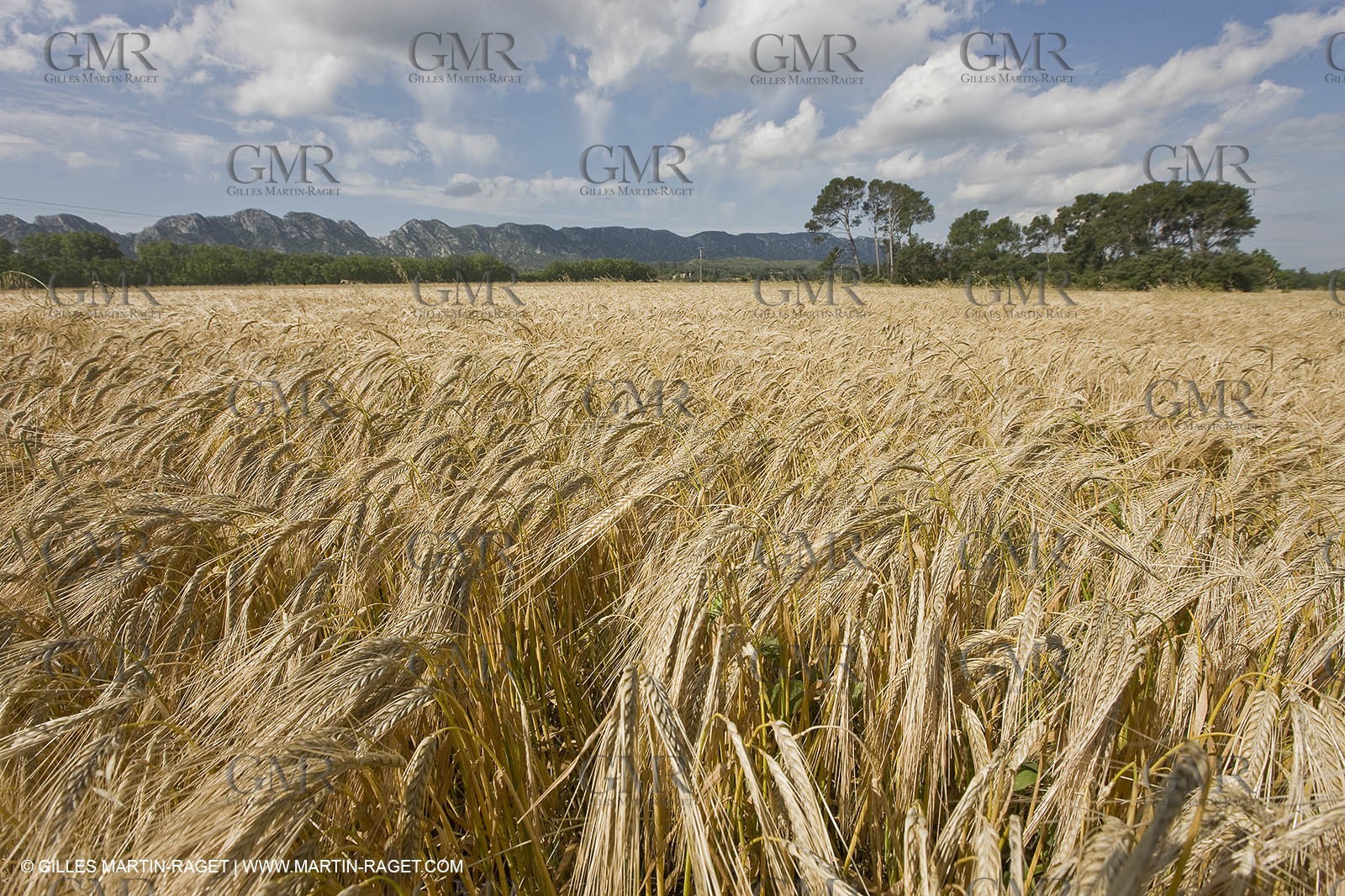 10 06 2008 - Arles and surroundings (FRA, 13) - Vincent Van Gogh south