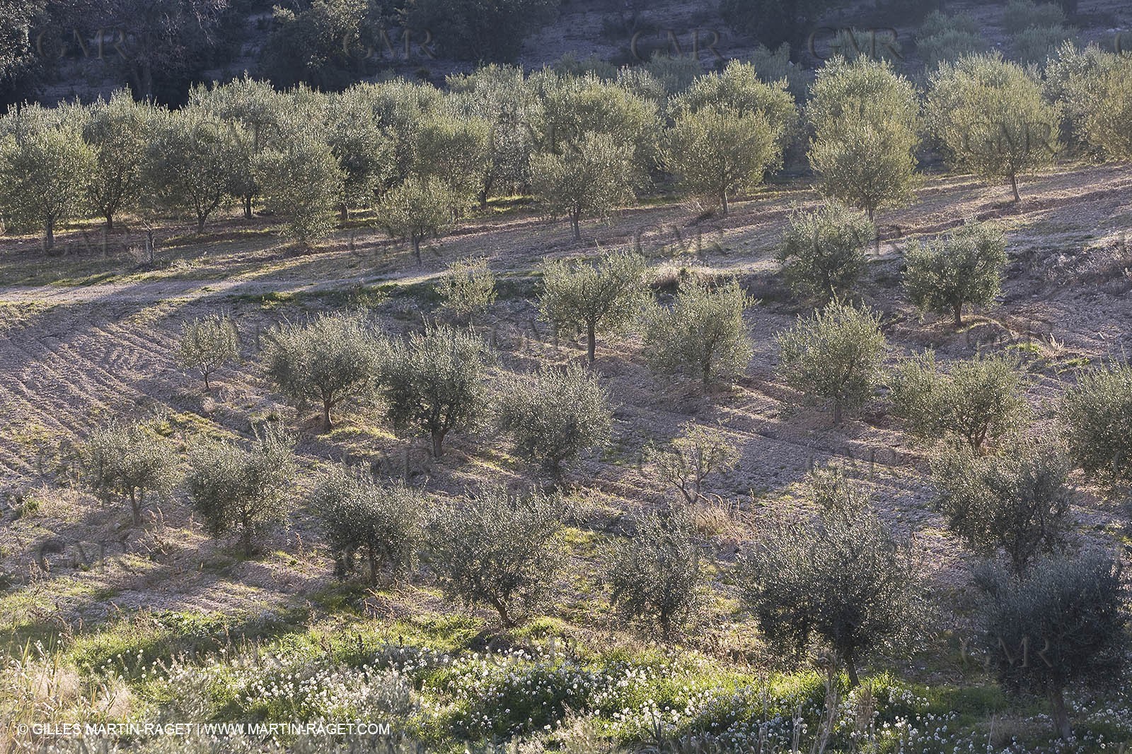 16 02 2008 - Les Baux de Provence (FRA, 13) - Alpilles hills landscapes