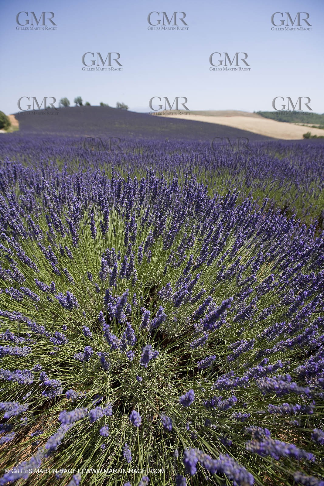 13 08 2007 - Valensole (04) - lavender fields on Valensole plateau