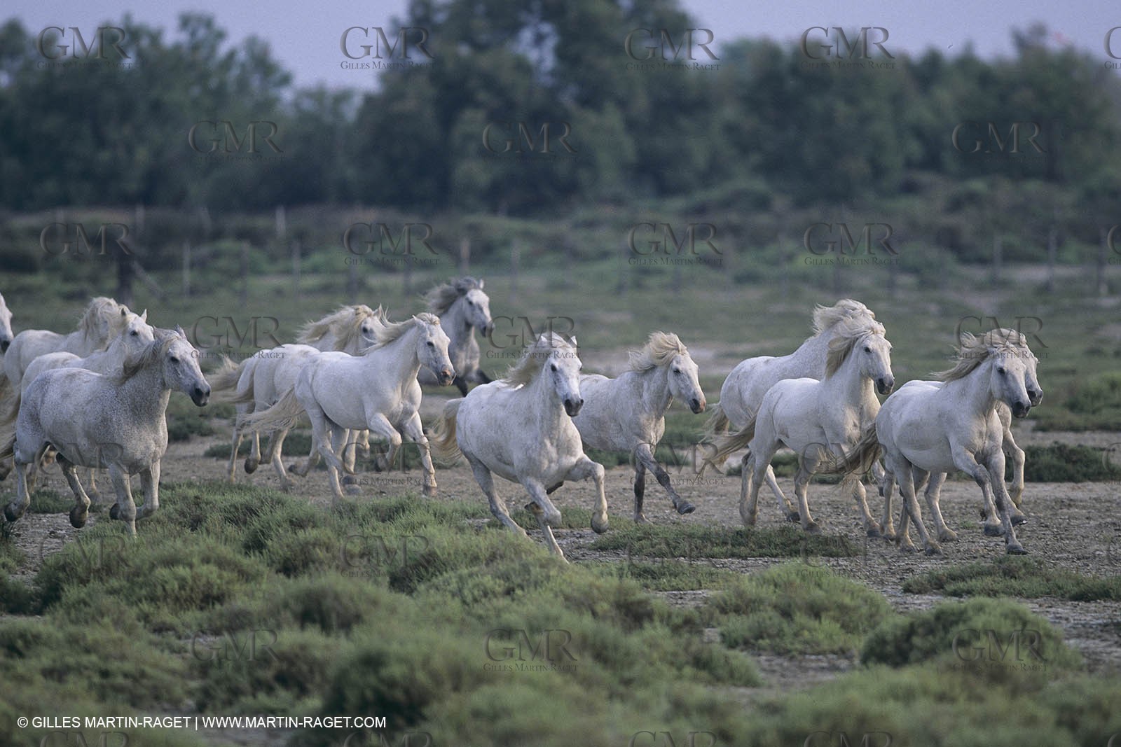 France, Provence, Camargue wildlife and landscapes, white horses