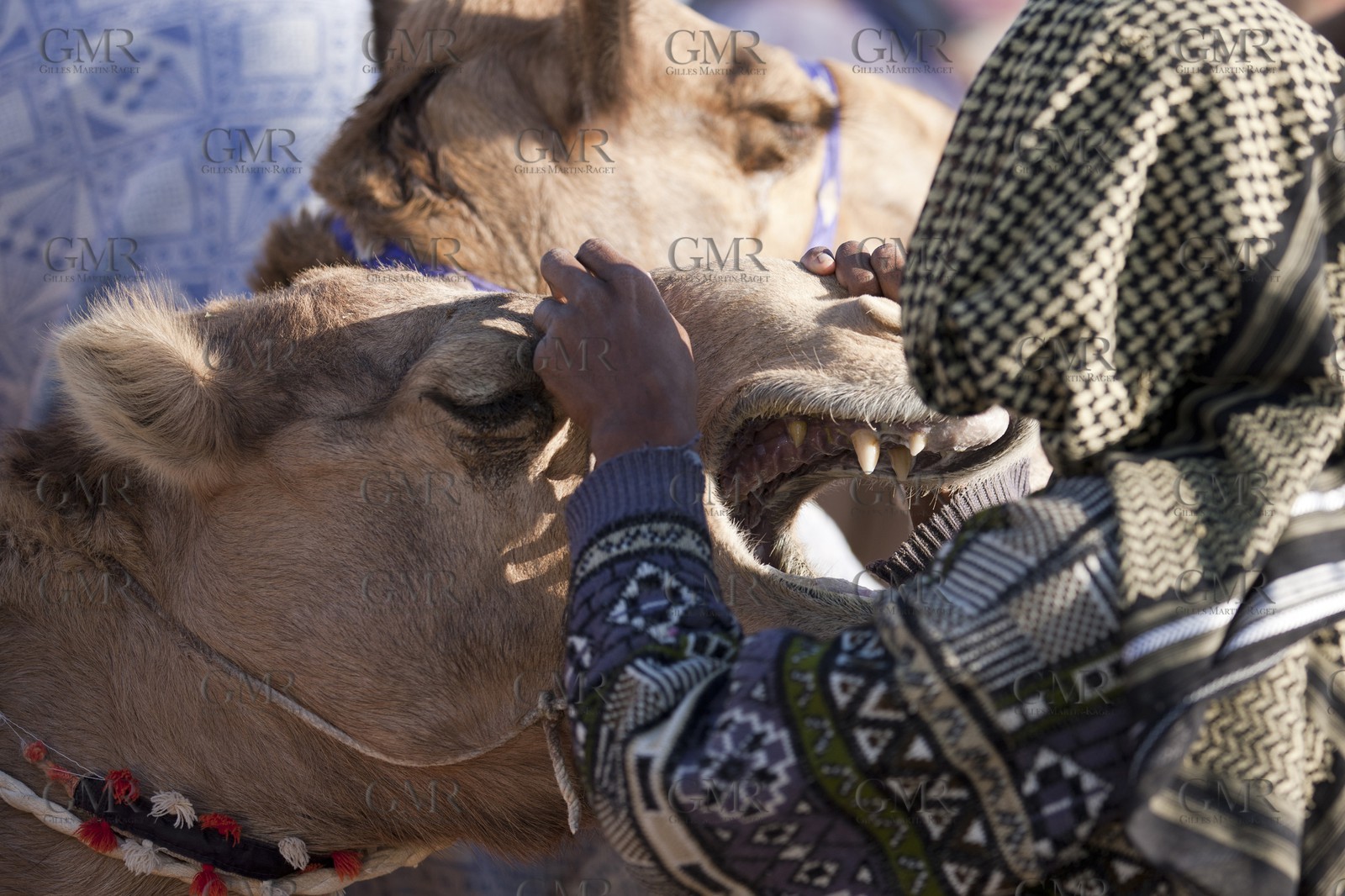 20 11 2010 - Dubai (UAE) - Camel races