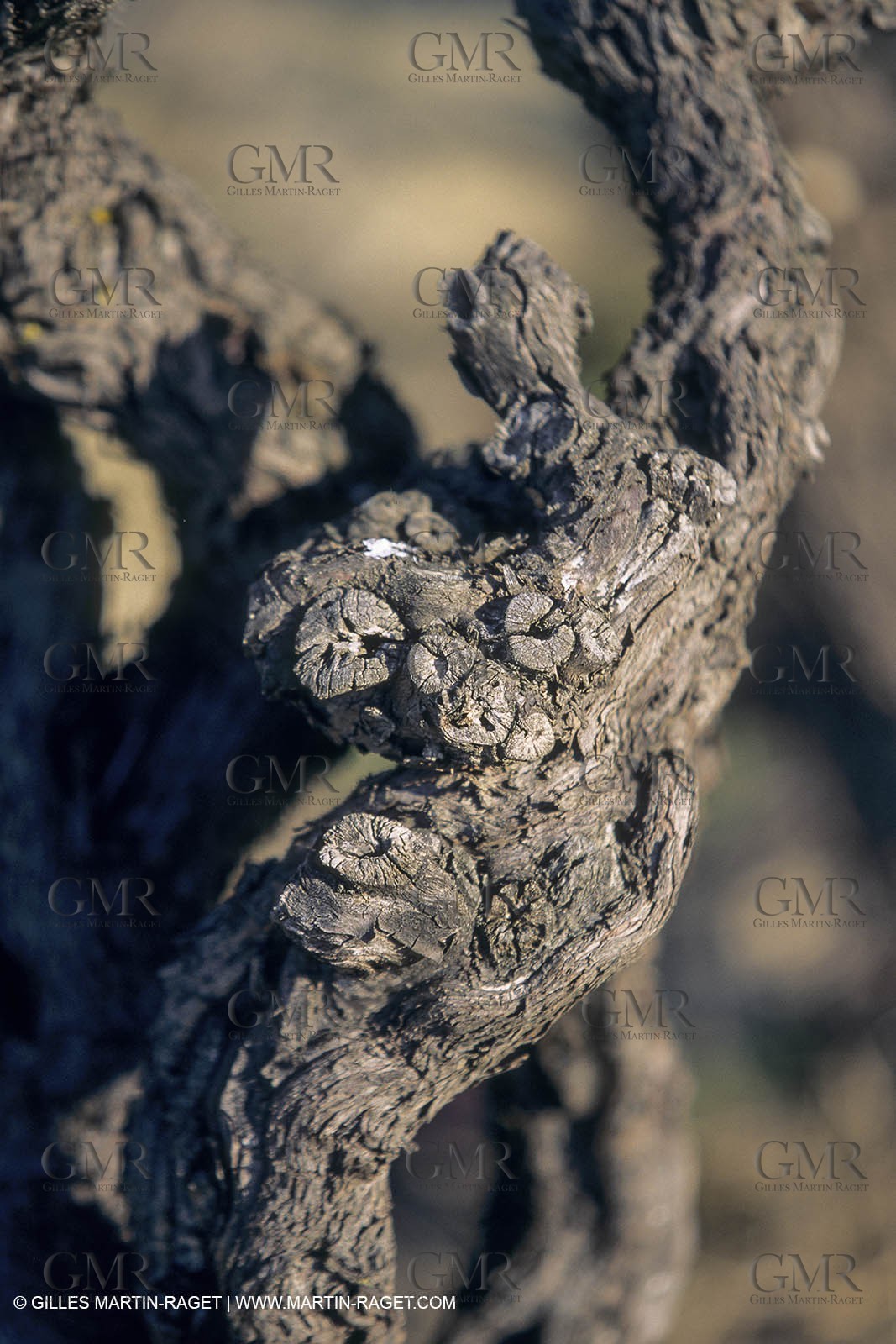 France, Provence, Vignobles des vins de Provence