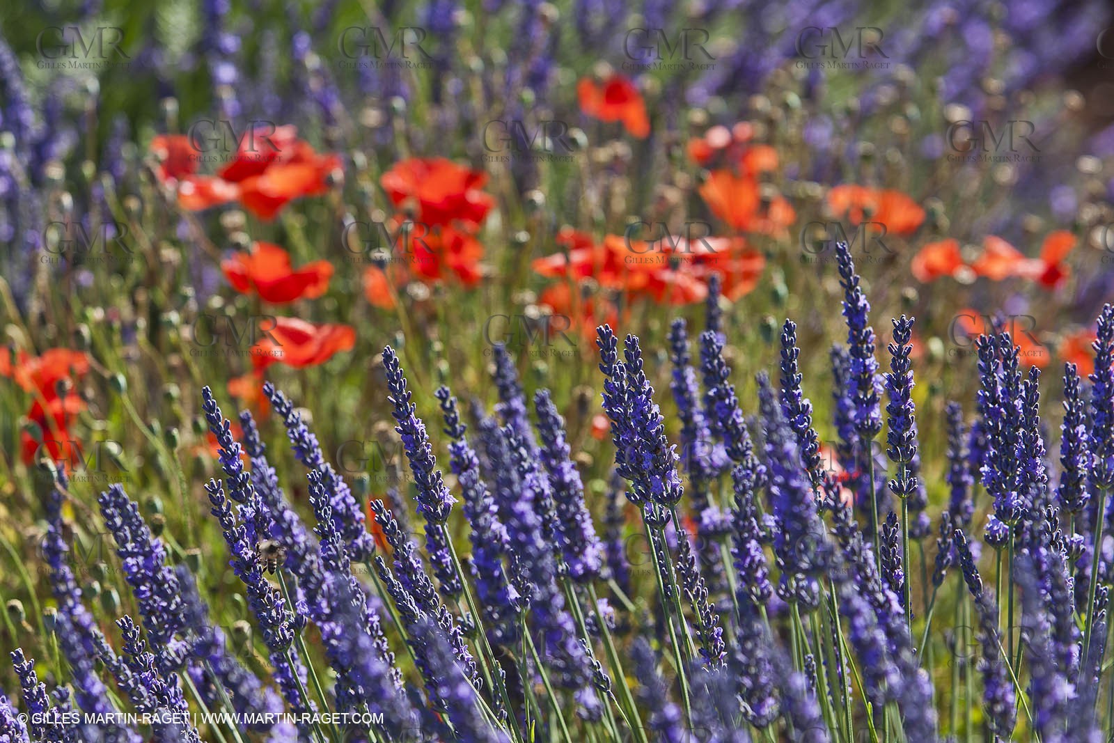 27 06 2011 - Valensole (FRA, 04) - Lavander fields