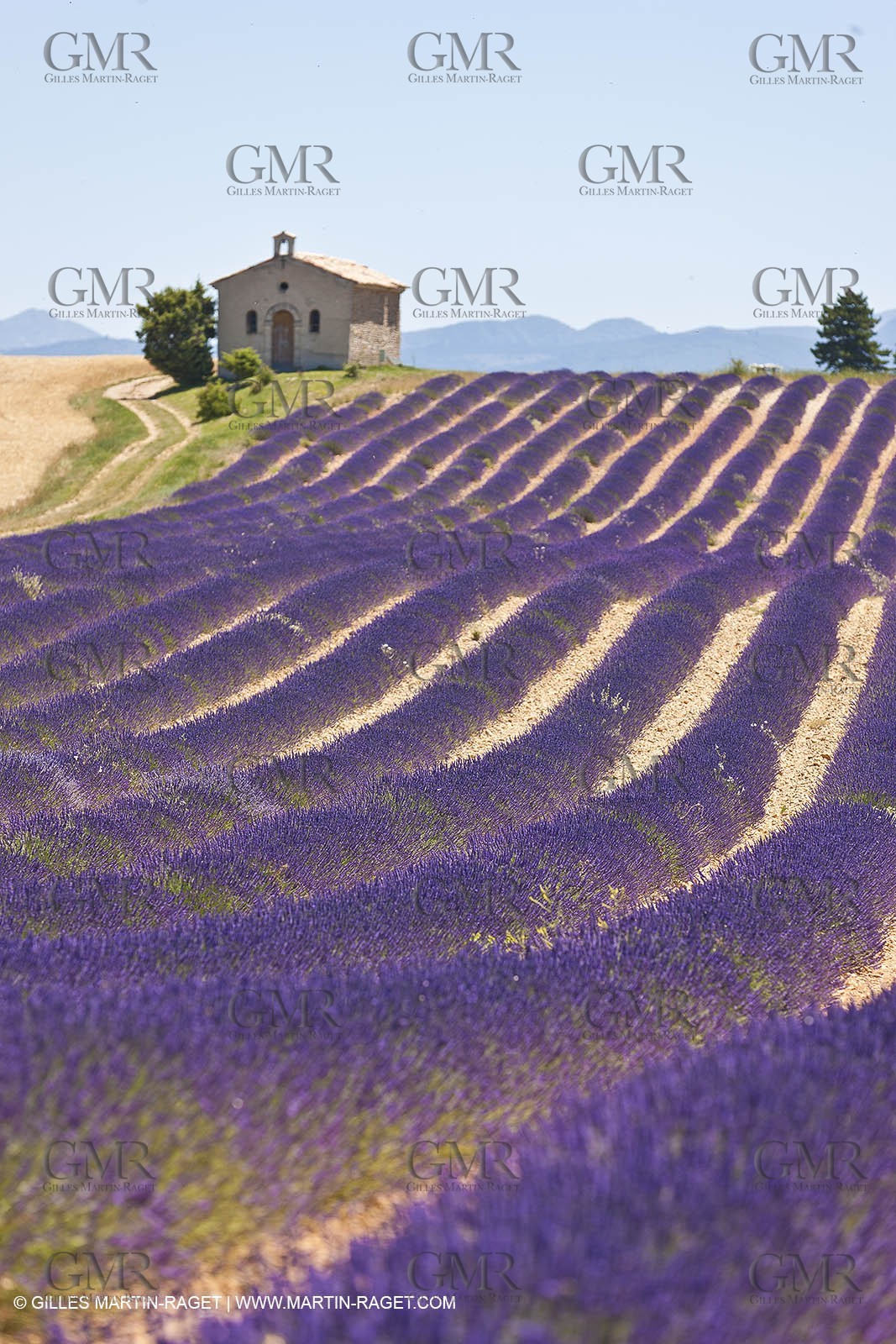 27 06 2011 - Entrevennes (FRA, 04) - Lavander fields
