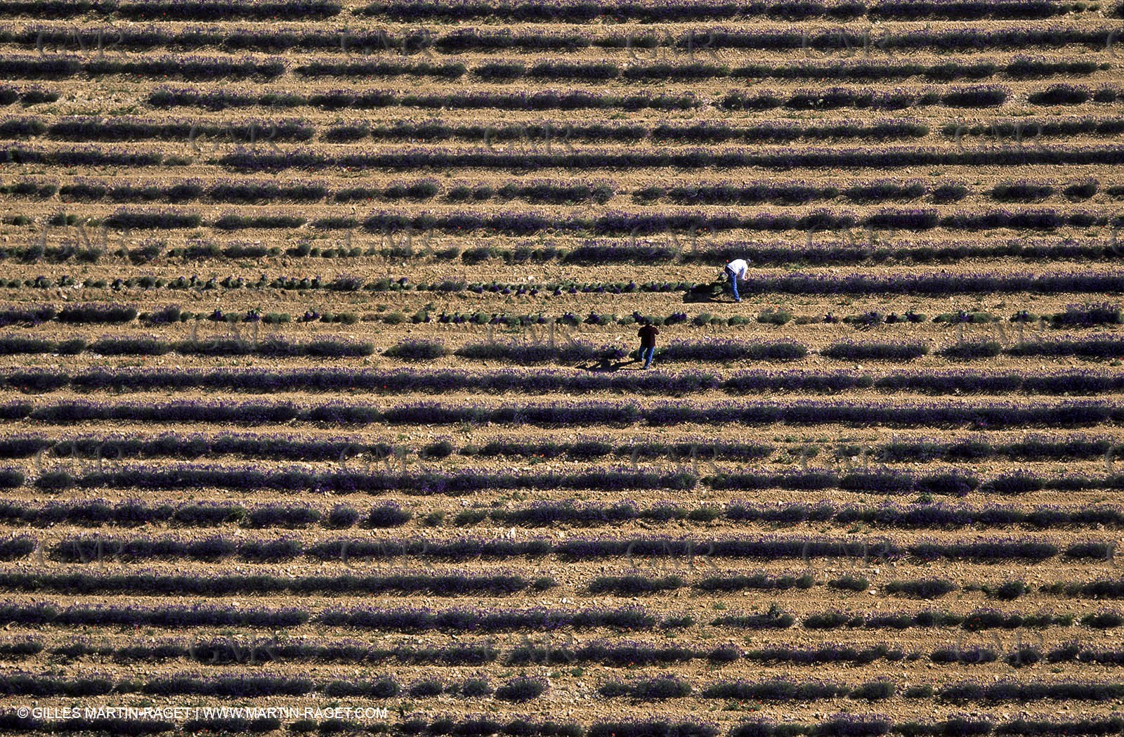 lavander fields , 2005 , Sault plateau