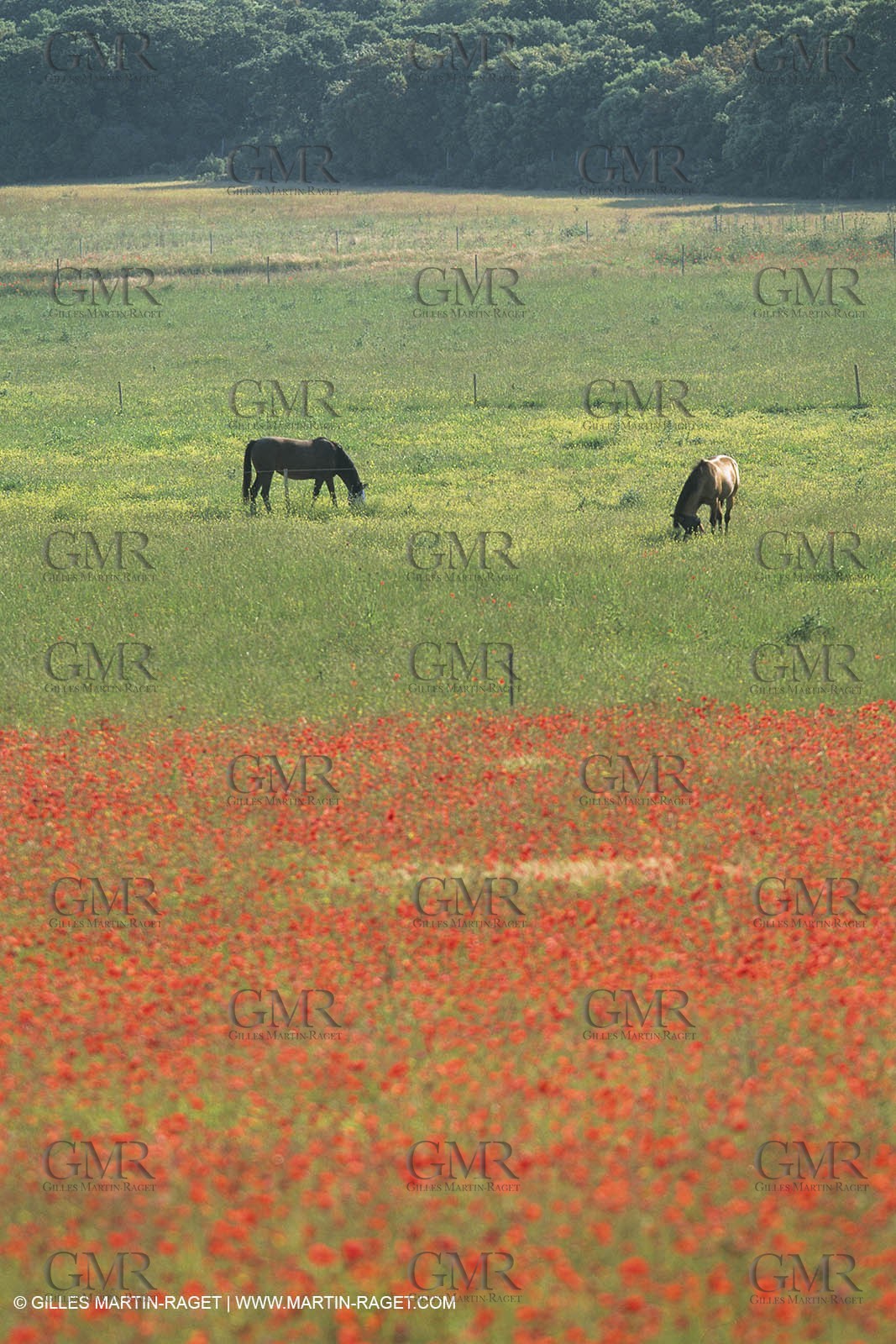 France, Provence, Champs de Coquelicots   Poppies fields