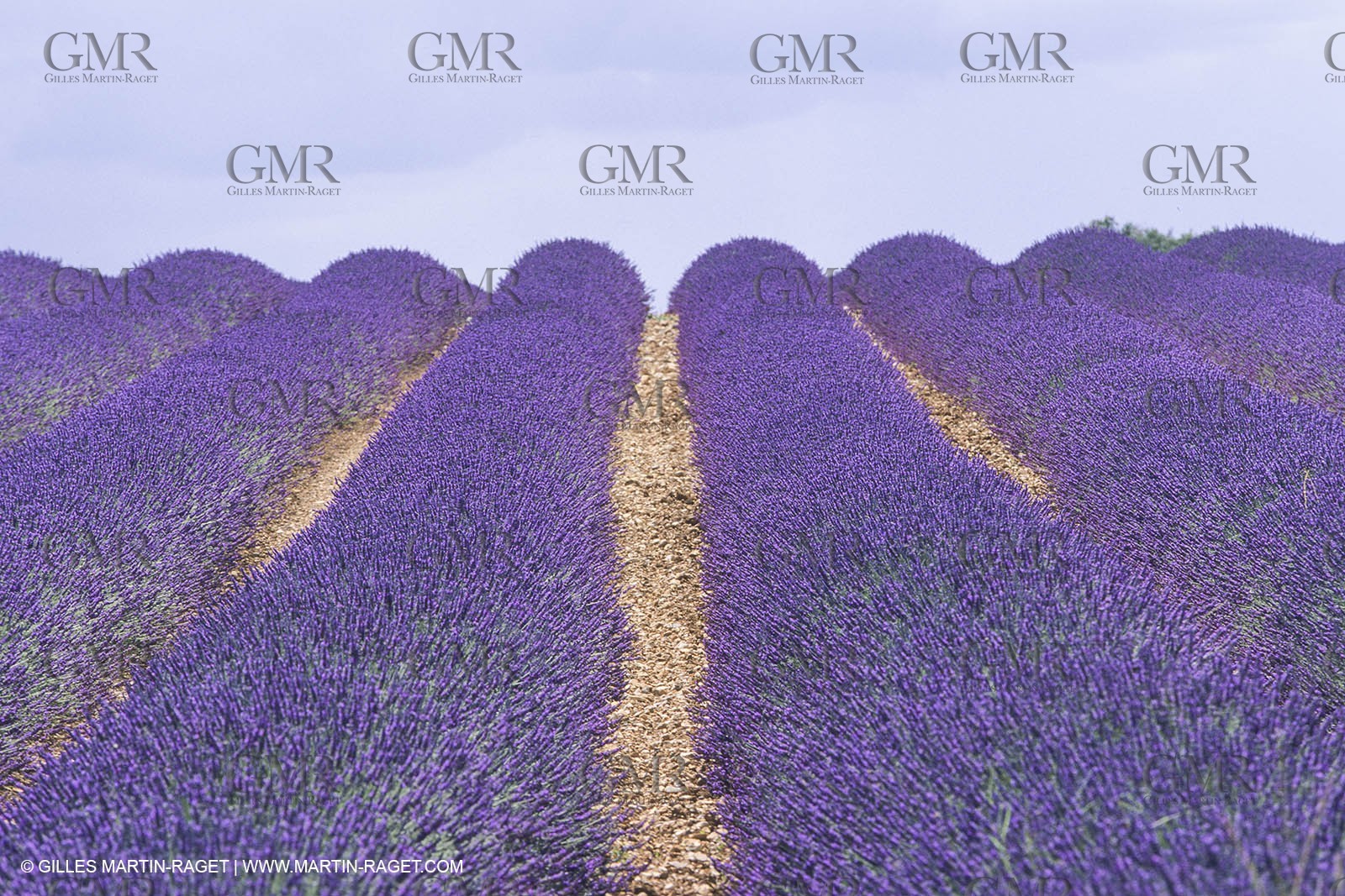 France, Provence, Lavender fields