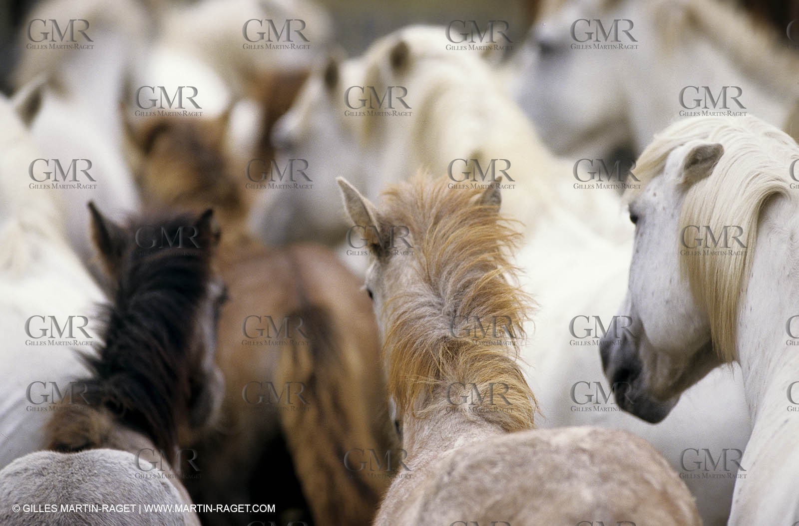 2000-2010- Arles - Les Saintes Maries de la mer (FRA,13) - Camargue horses