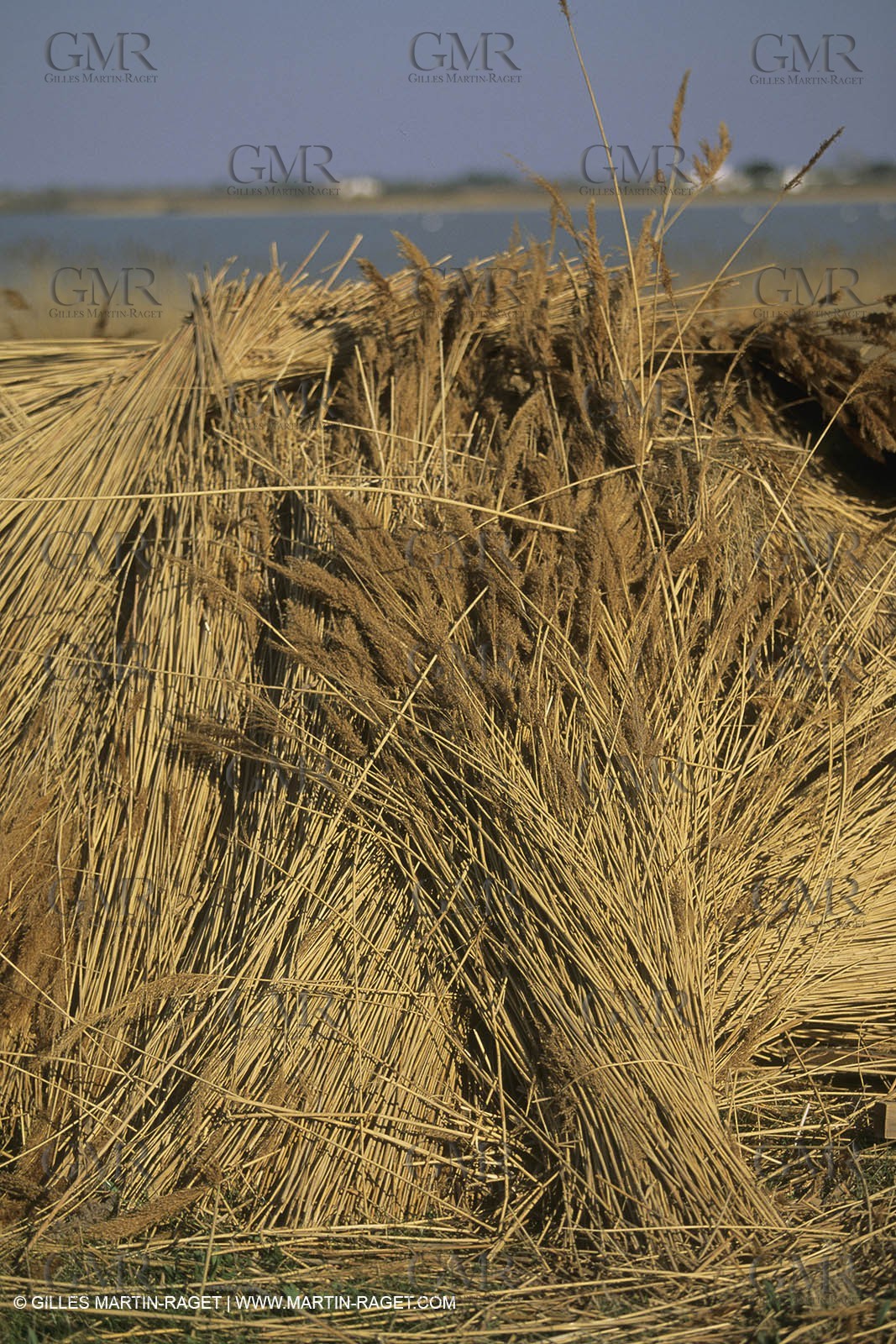 France, Provence, Camargue