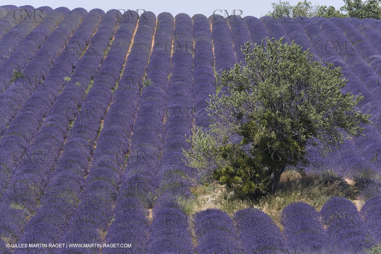 13 08 2007 - Valensole (04) - lavender fields on Valensole plateau