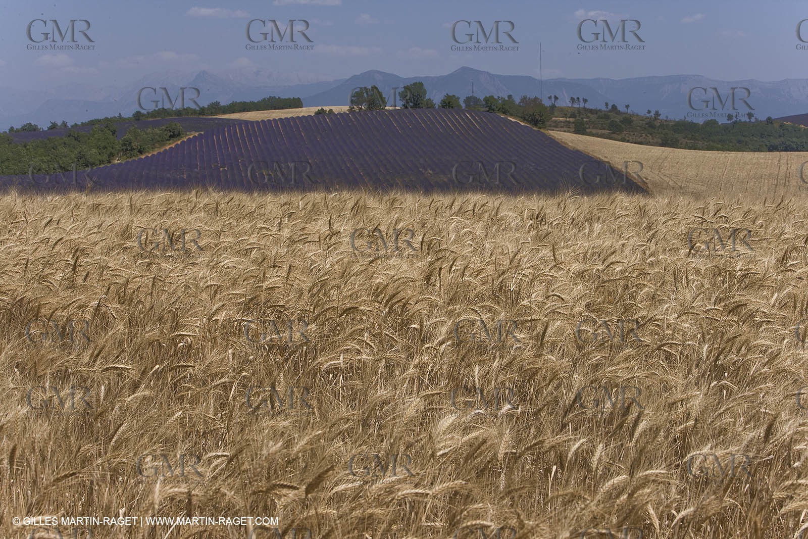 13 08 2007 - Valensole (04) - lavender fields on Valensole plateau