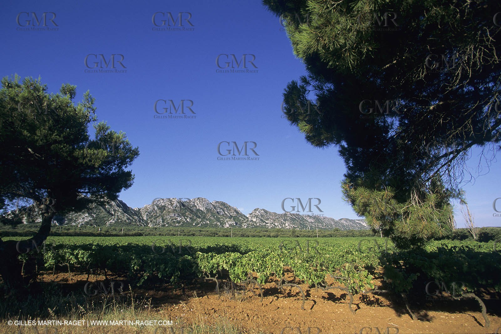 France, Région Provence Alpes Côte d'Azur, Paysage des Alipilles
