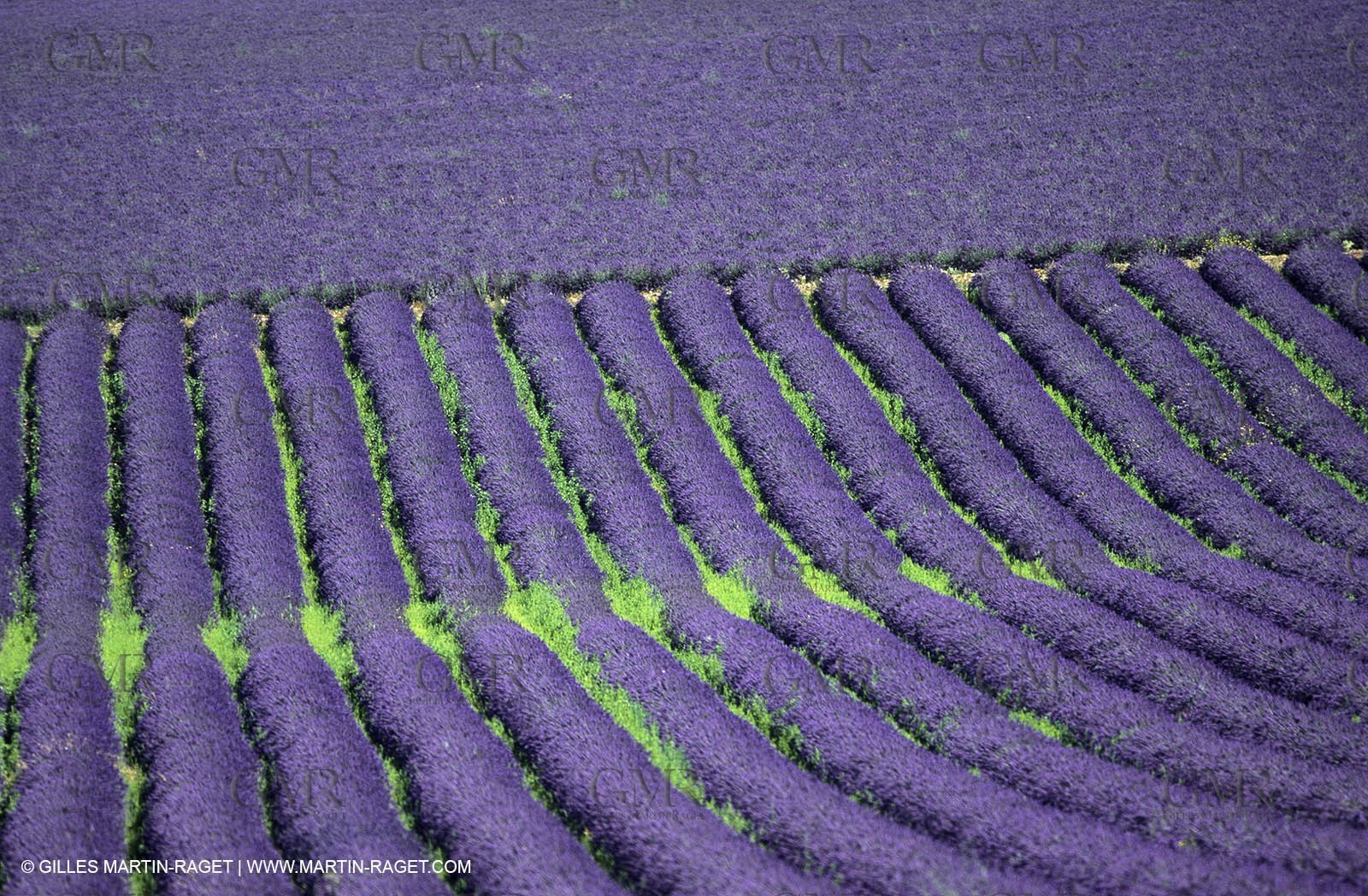 lavanders